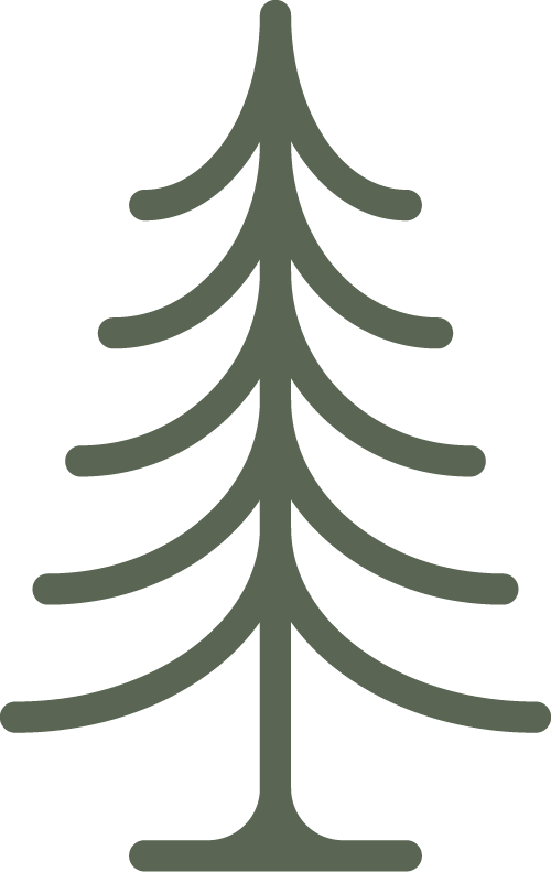 Simple illustration of a coniferous pine tree with dark green branches.