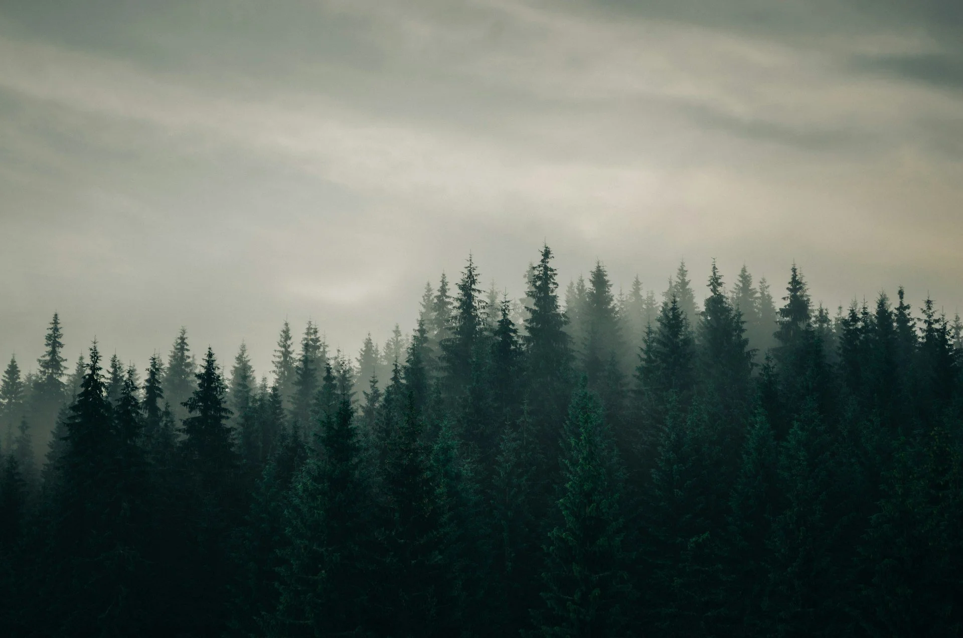 Dense forest of coniferous trees in a misty landscape with a cloudy sky.