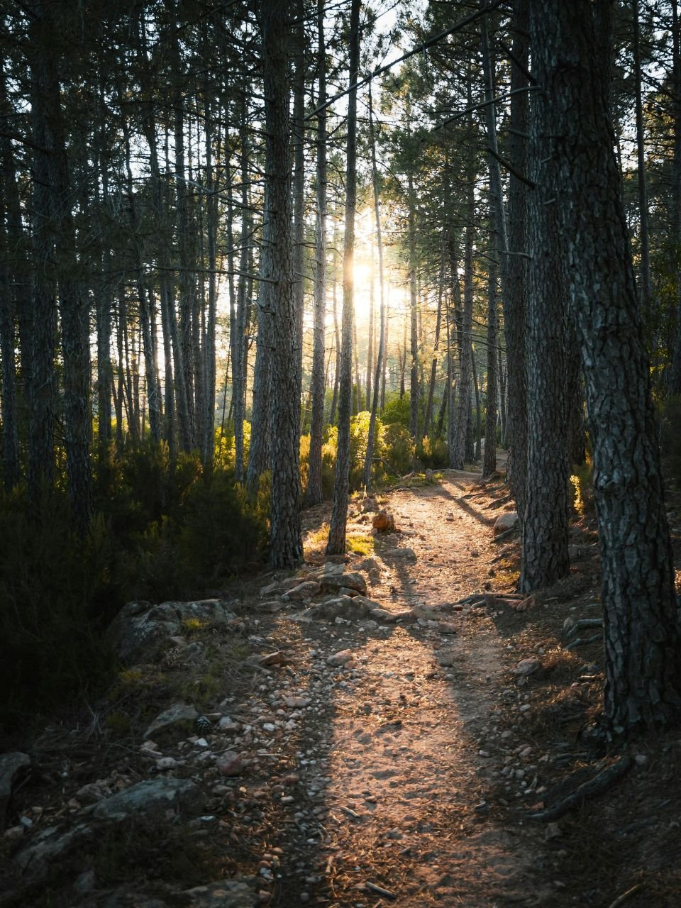 A dirt trail through a forest with tall pine trees and sunlight shining through the branches.