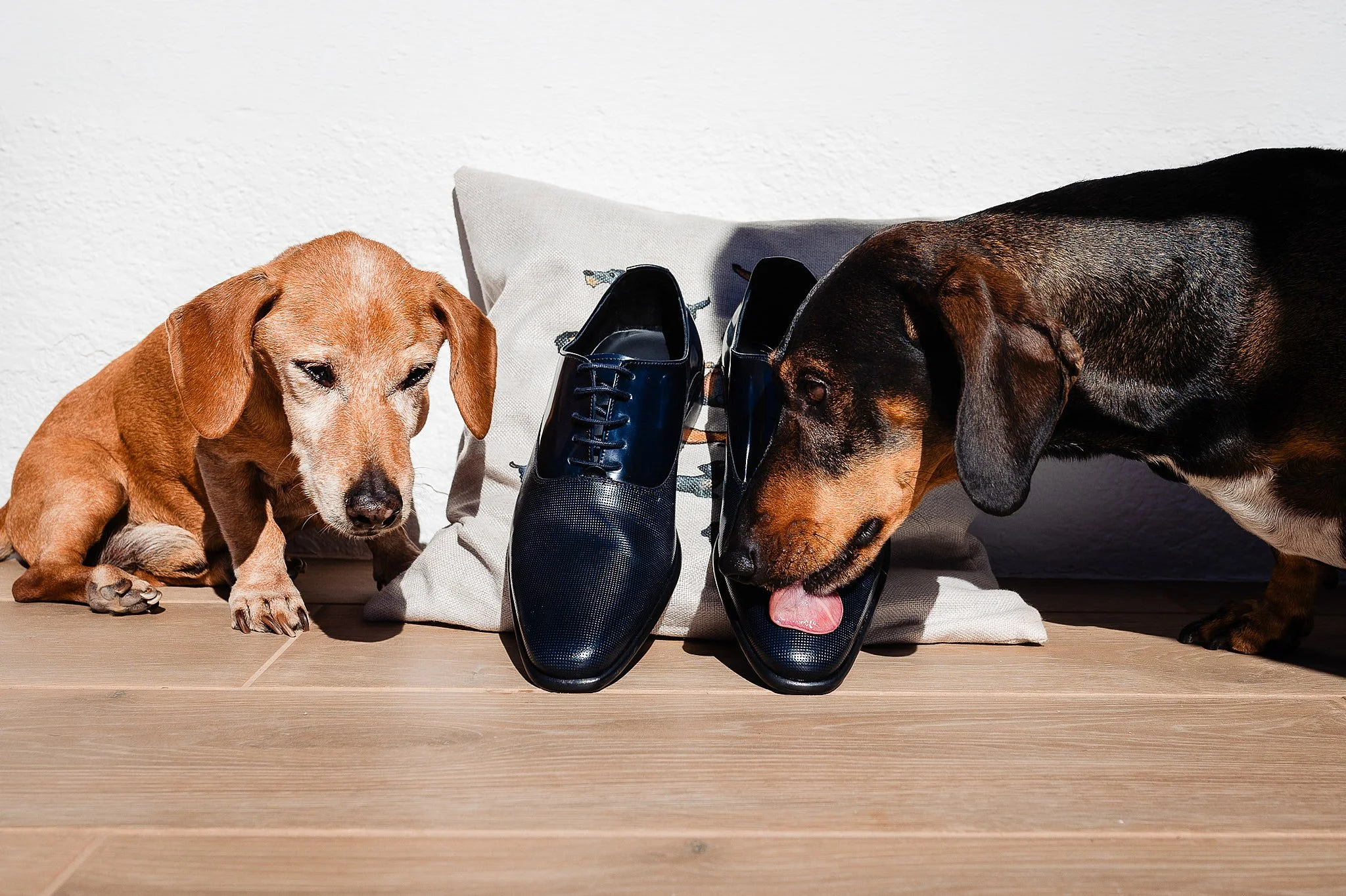 Dos perros, uno a la izquierda de color marrón y otro a la derecha negro con marrón, en un suelo de madera, con un par de zapatos negros de charol entre ellos y una almohada blanca detrás.