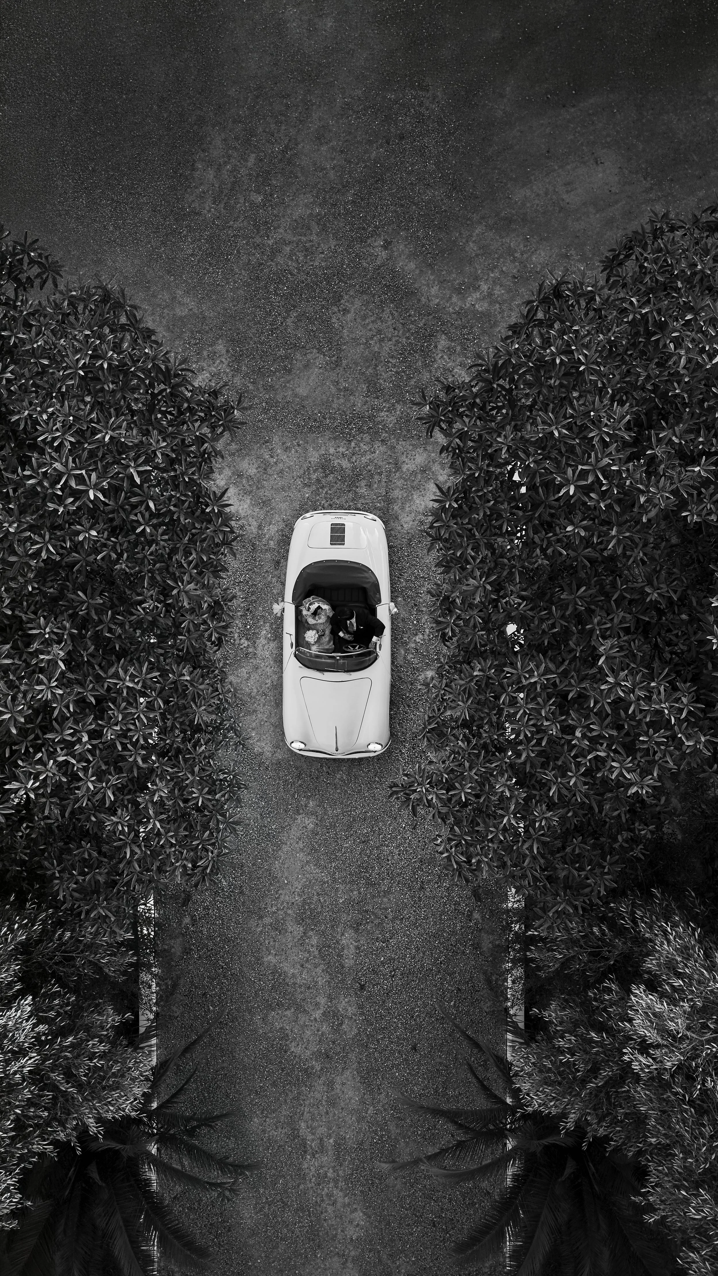 Foto en blanco y negro tomada desde arriba, mostrando un auto descapotable en un camino rodeado de árboles grandes y frondosos.