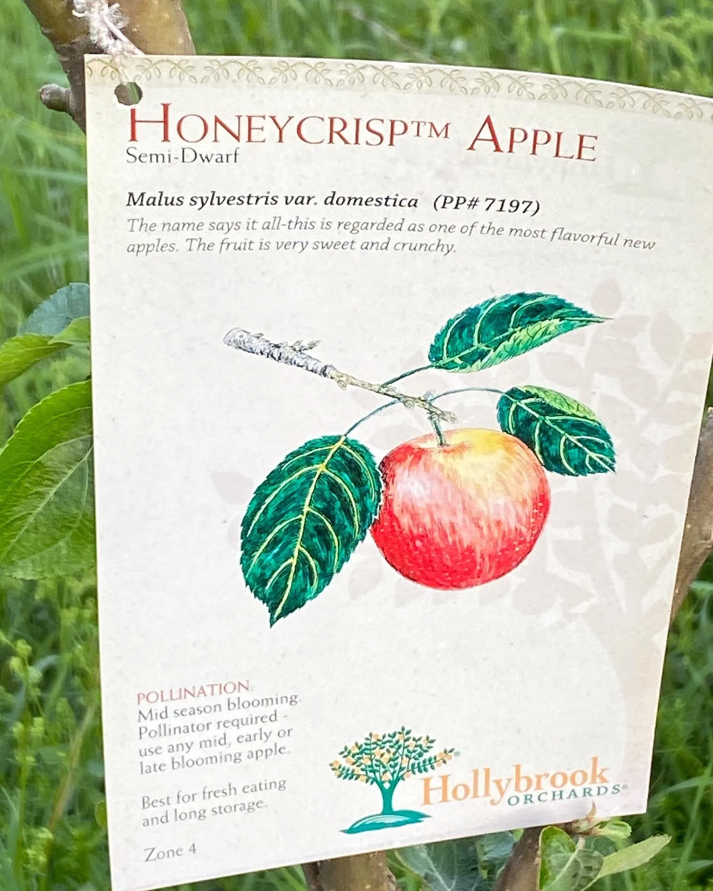 Next generation food source -we got 12 new trees: apples, cherries, &amp; peaches. #sustanablefarming  #fruittrees #egremonthillfarm
