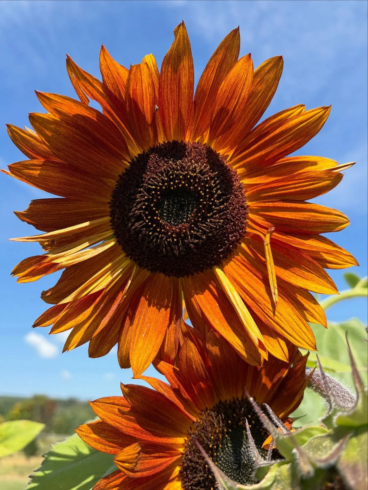 @flycatcherfarmflowers Looking good🌻