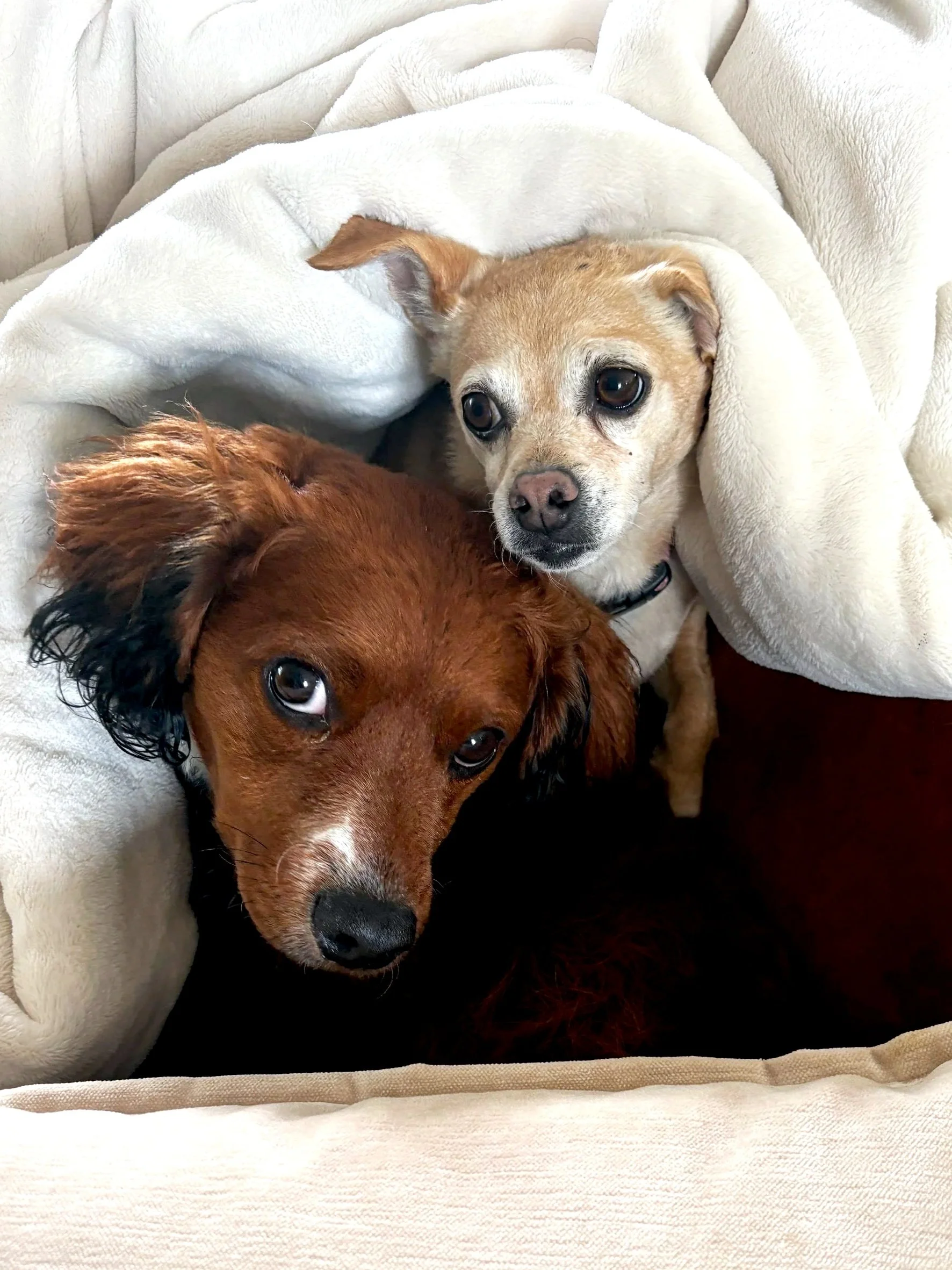 Two dogs, one with a light tan and white coat and the other with a dark brown coat, lying together on a beige cushioned surface, partially covered by a cream-colored blanket.