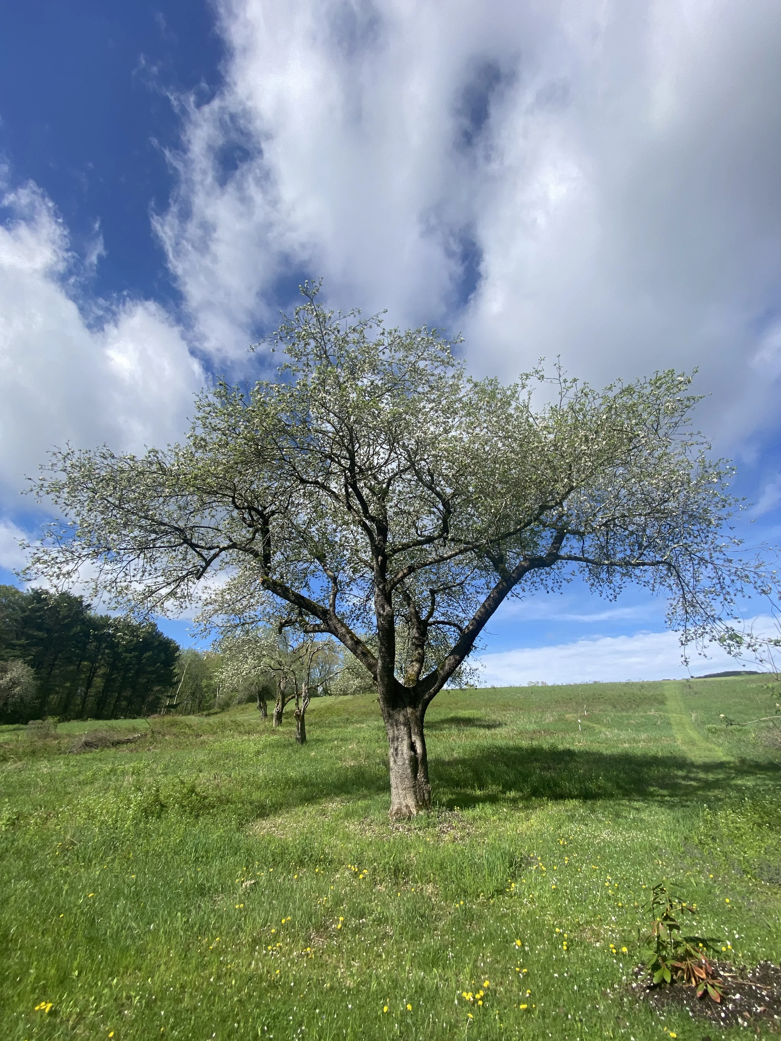 IMG_0978.jpeg