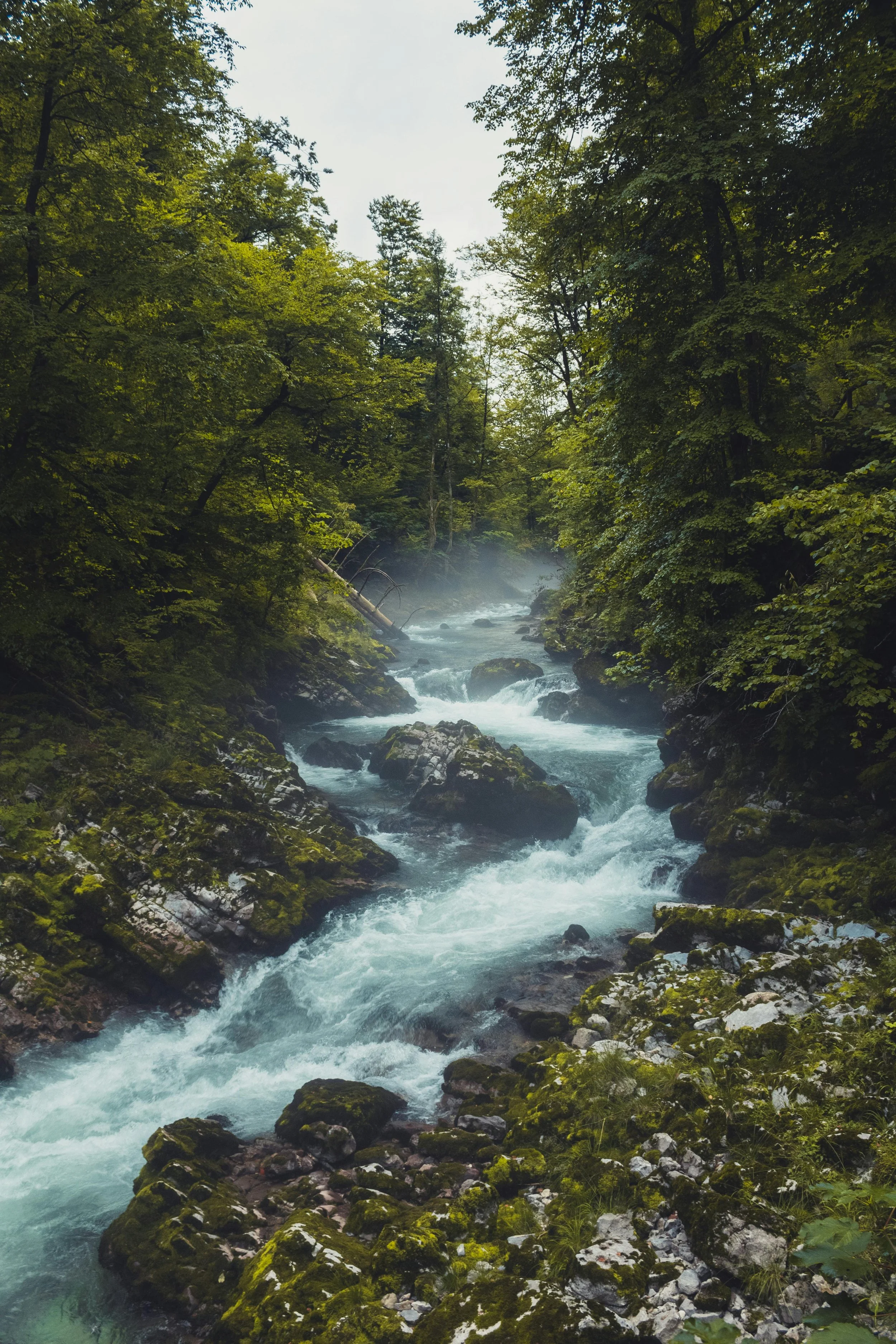A river flowing through a dense green forest, with rocks and mist near the water, under a cloudy sky.