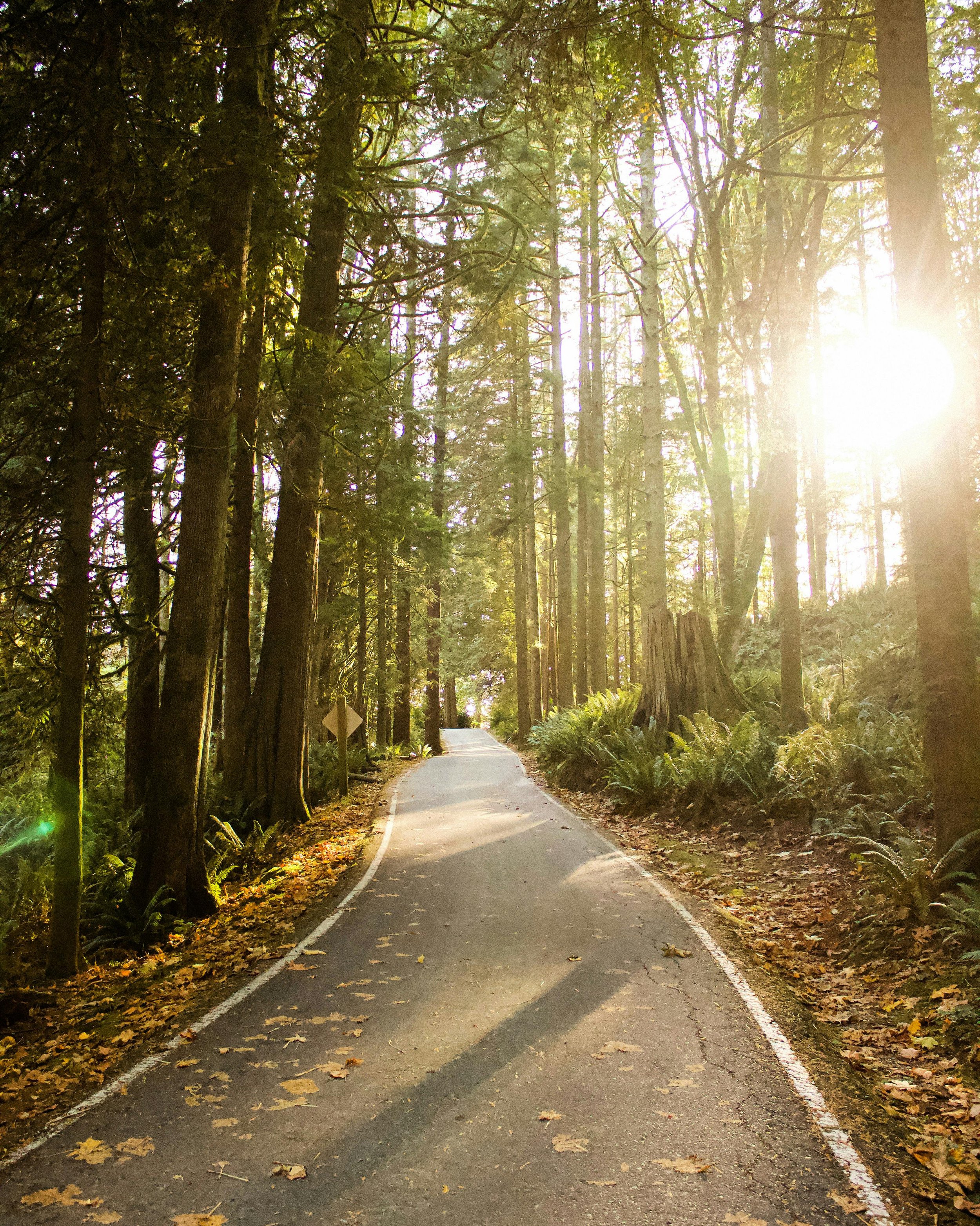 A winding paved road through a dense forest with tall trees and green foliage, sunlight shining through the trees, and fallen leaves scattered on the road.