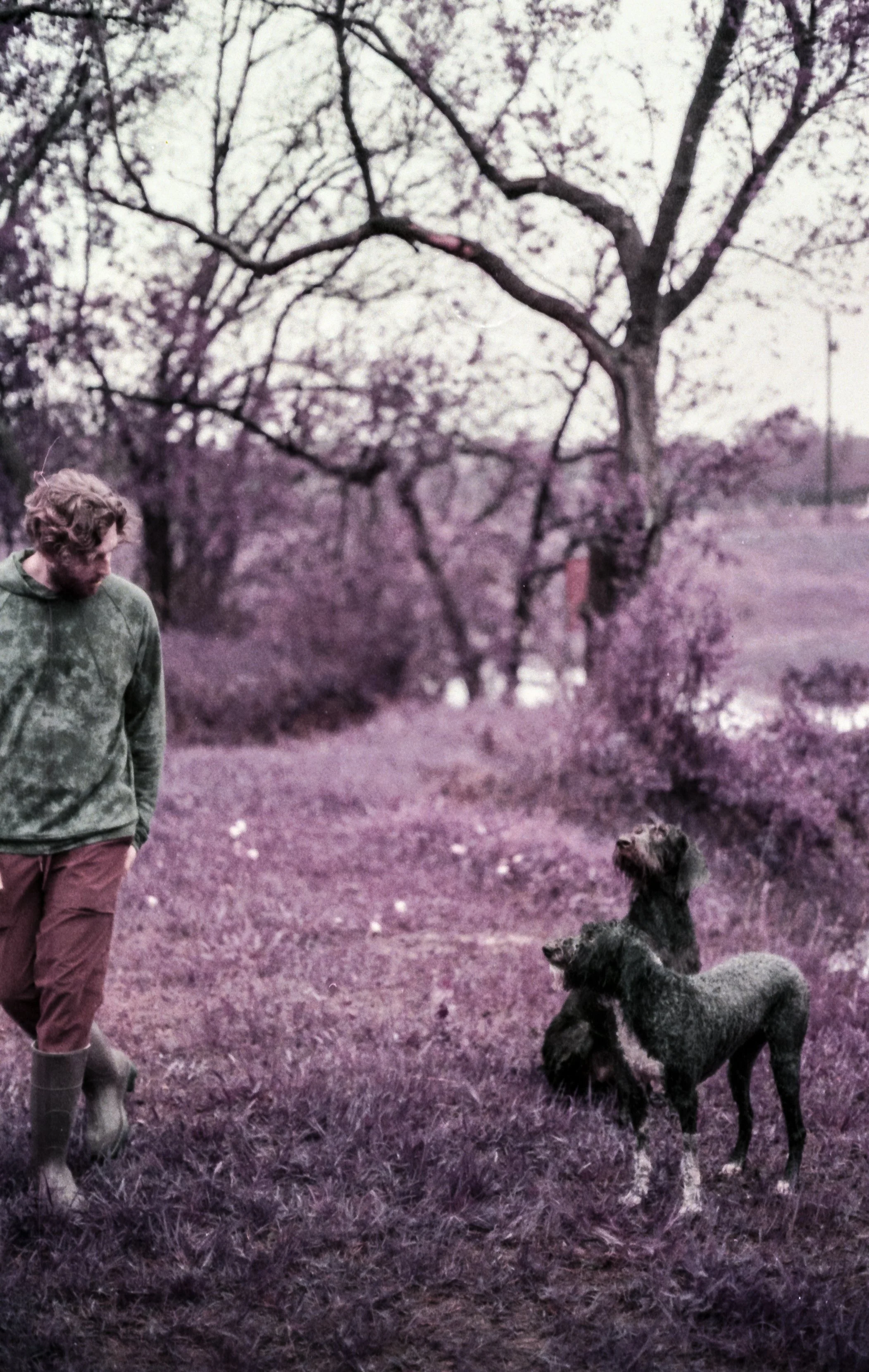 Charles walking with two dogs in a park with leafless trees, appearing in a purple hue, during early dawn.