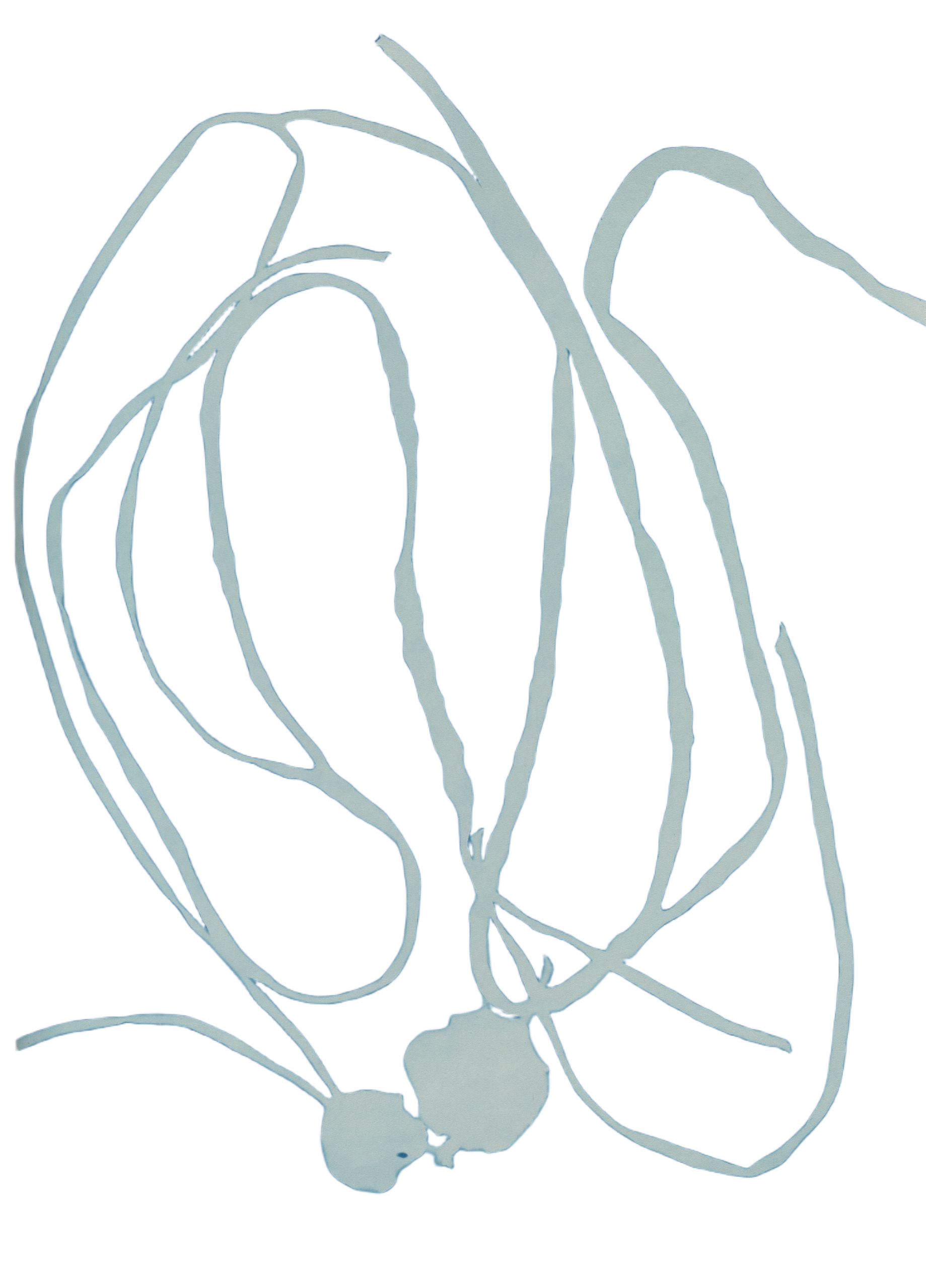 White abstracted plant shape