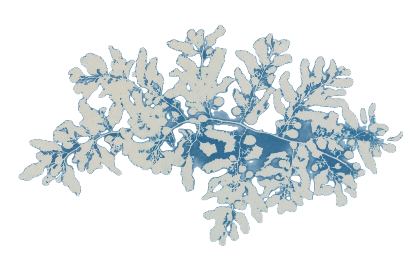 White plant shape