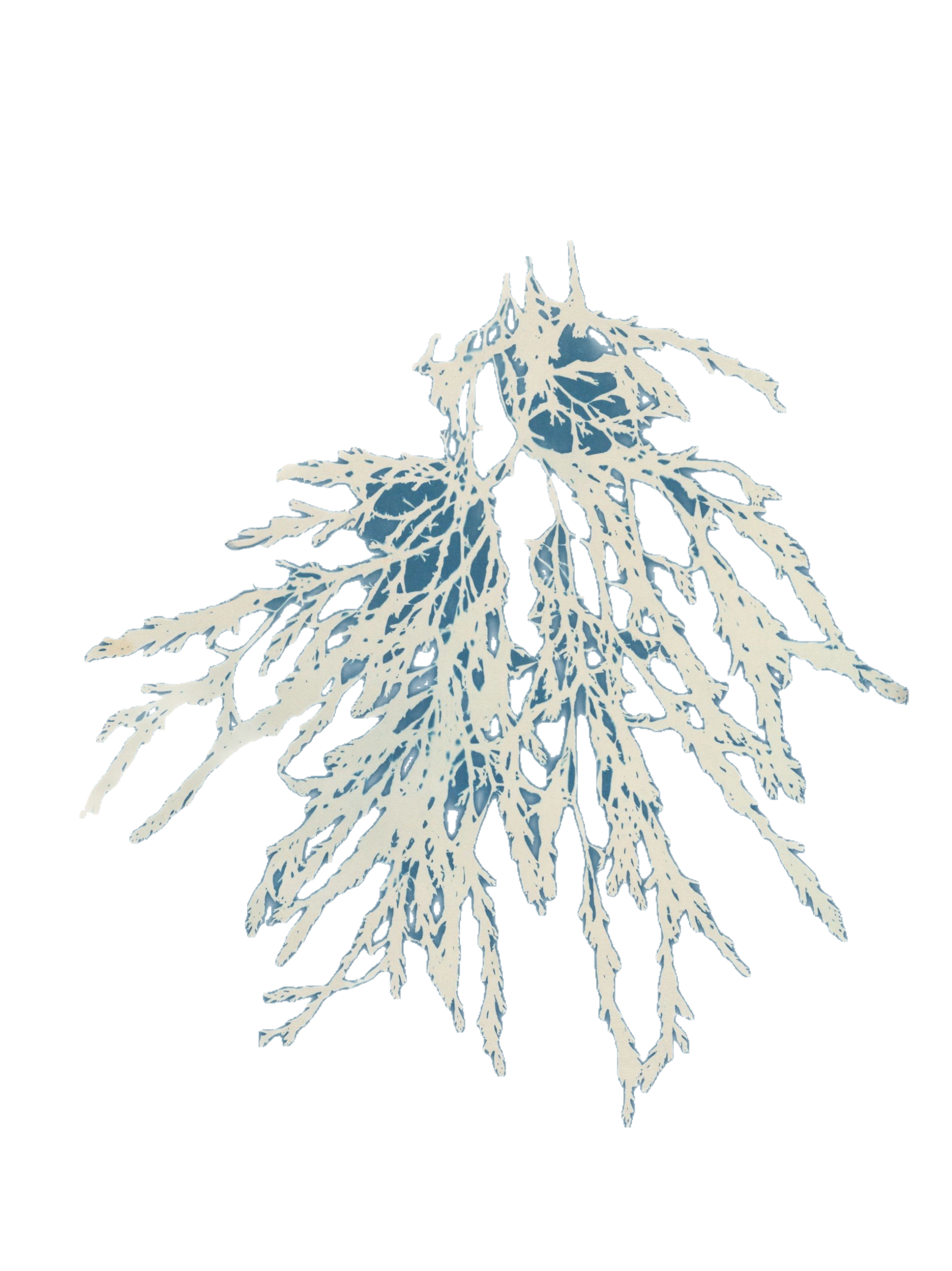 A detailed illustration of a tree with branches and roots, depicted in white with blue accents, set against a black background.