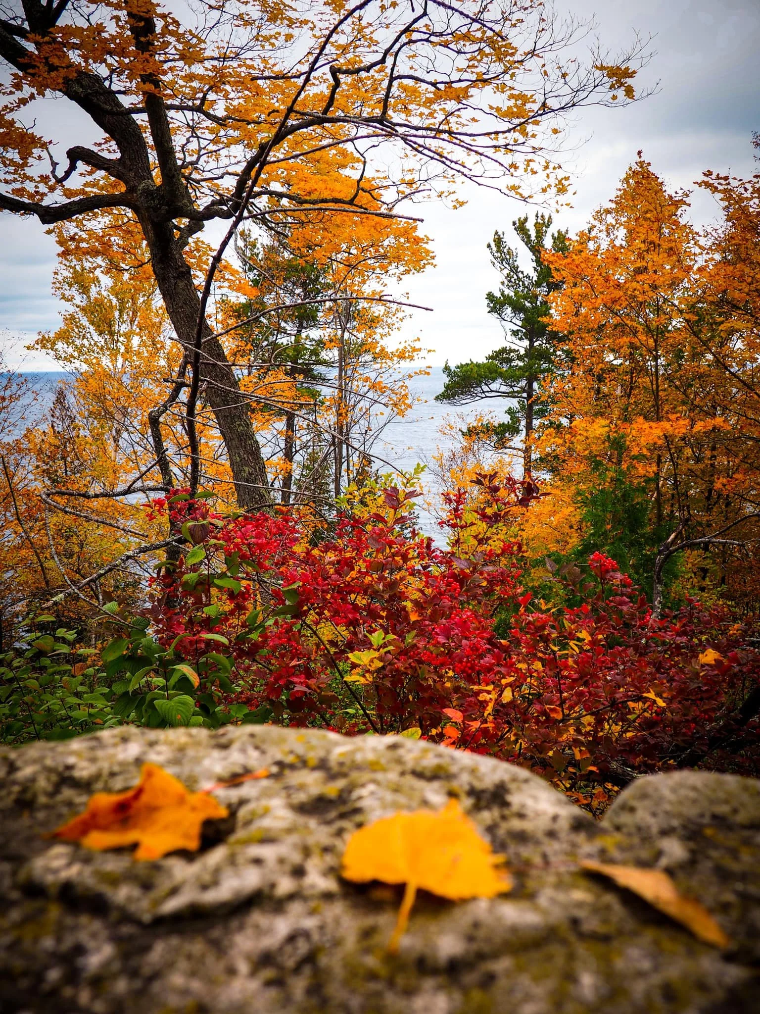 Close-up of autumn leaves on a rock, with vibrant red and yellow leaves in the background trees and a cloudy sky over a body of water.