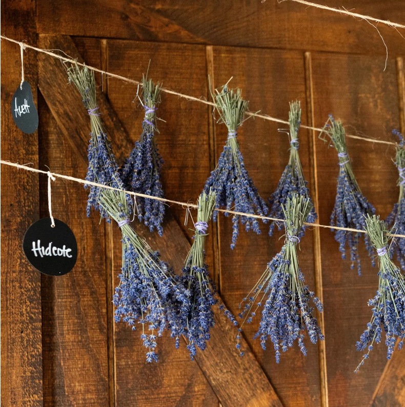 Bundles of dried lavender hanging from a string in front of a wooden wall.