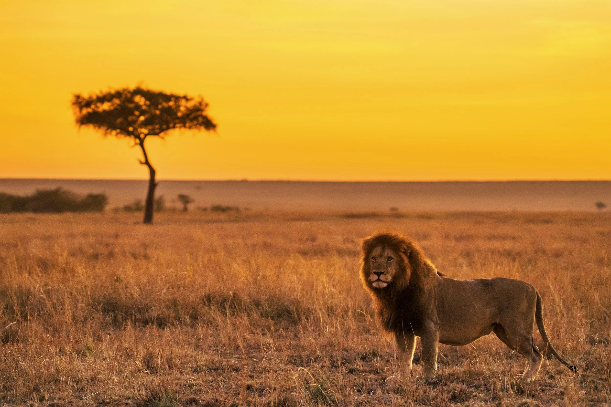 A lion resting in a grassland during sunset with a lone tree in the background.