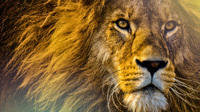 Image of a mature lion head