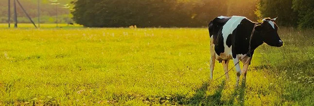A cow standing in a sunlit grassy field with trees in the background.