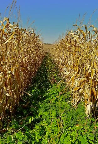 Cornfield with green plants growing between rows of mature yellow corn stalks under a blue sky.
