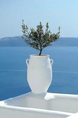 A potted plant with green leaves sitting inside a white vase, placed on a white surface with a body of water and a distant land in the background.