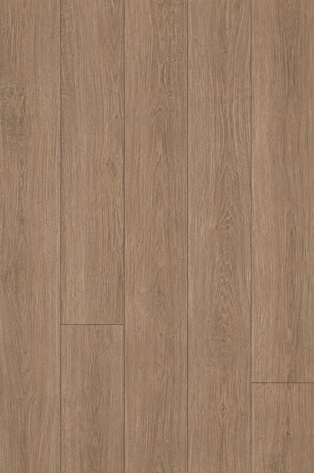 Willow Oak (OCV5123)