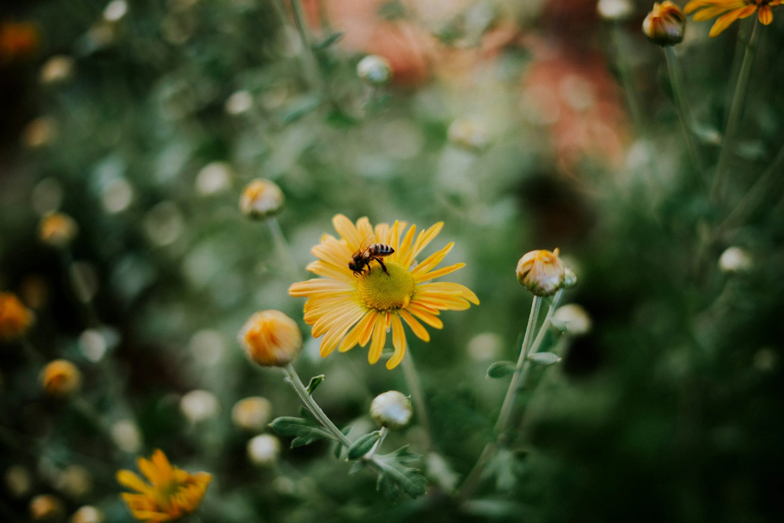 A bee on a yellow flower with a green center, surrounded by several unopened buds and a blurred green background.