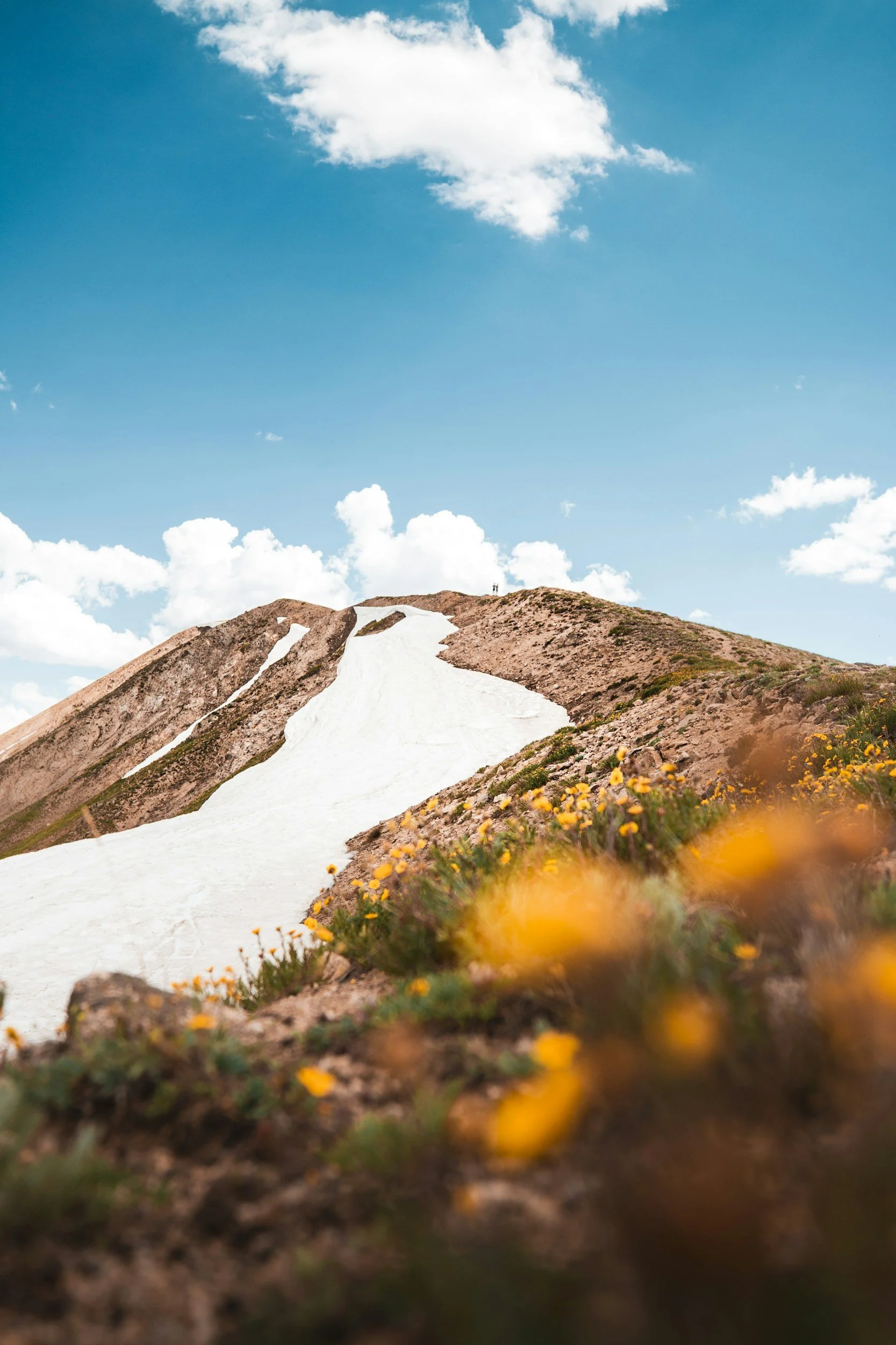 A mountain with snow patches and a clear blue sky with clouds, foreground includes yellow wildflowers.