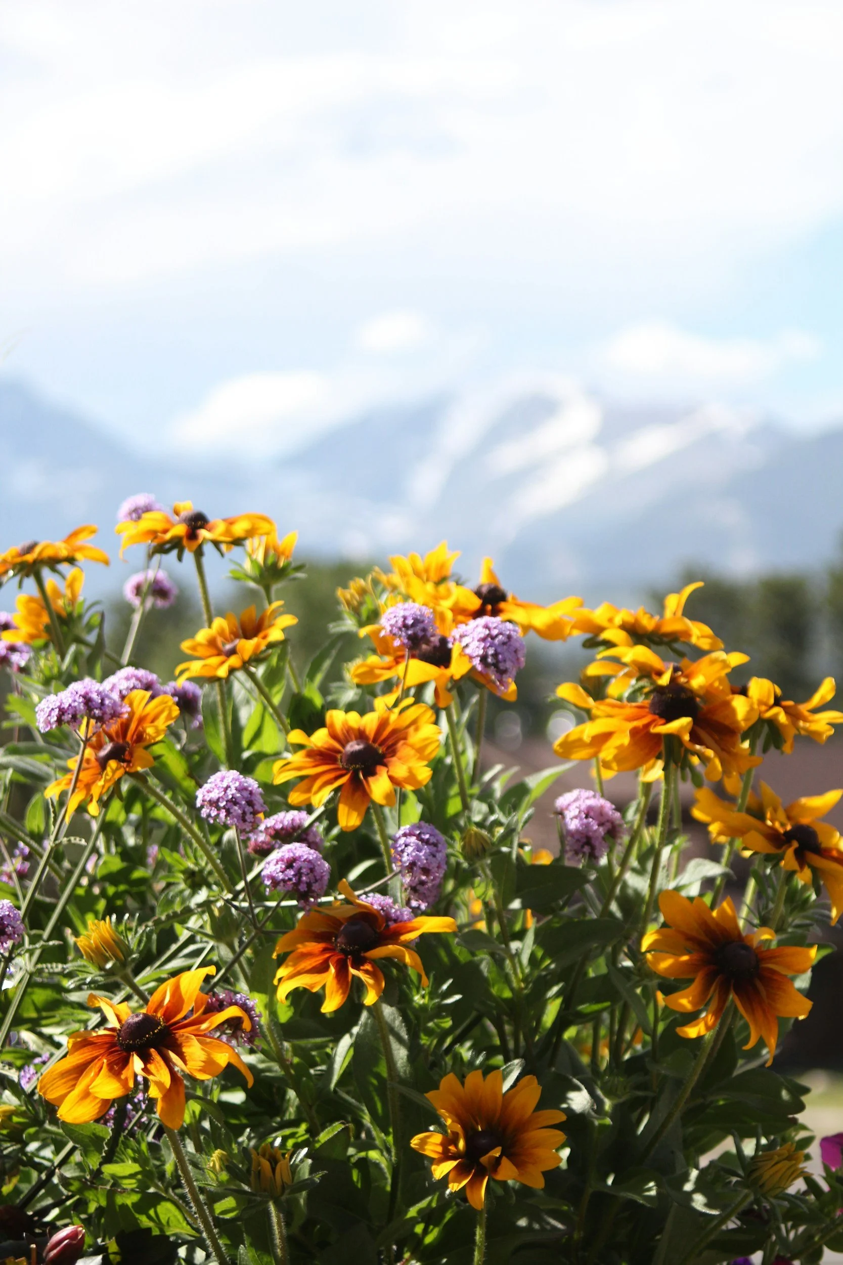 Close-up of yellow and purple flowers blooming in a garden with a partly cloudy sky in the background.