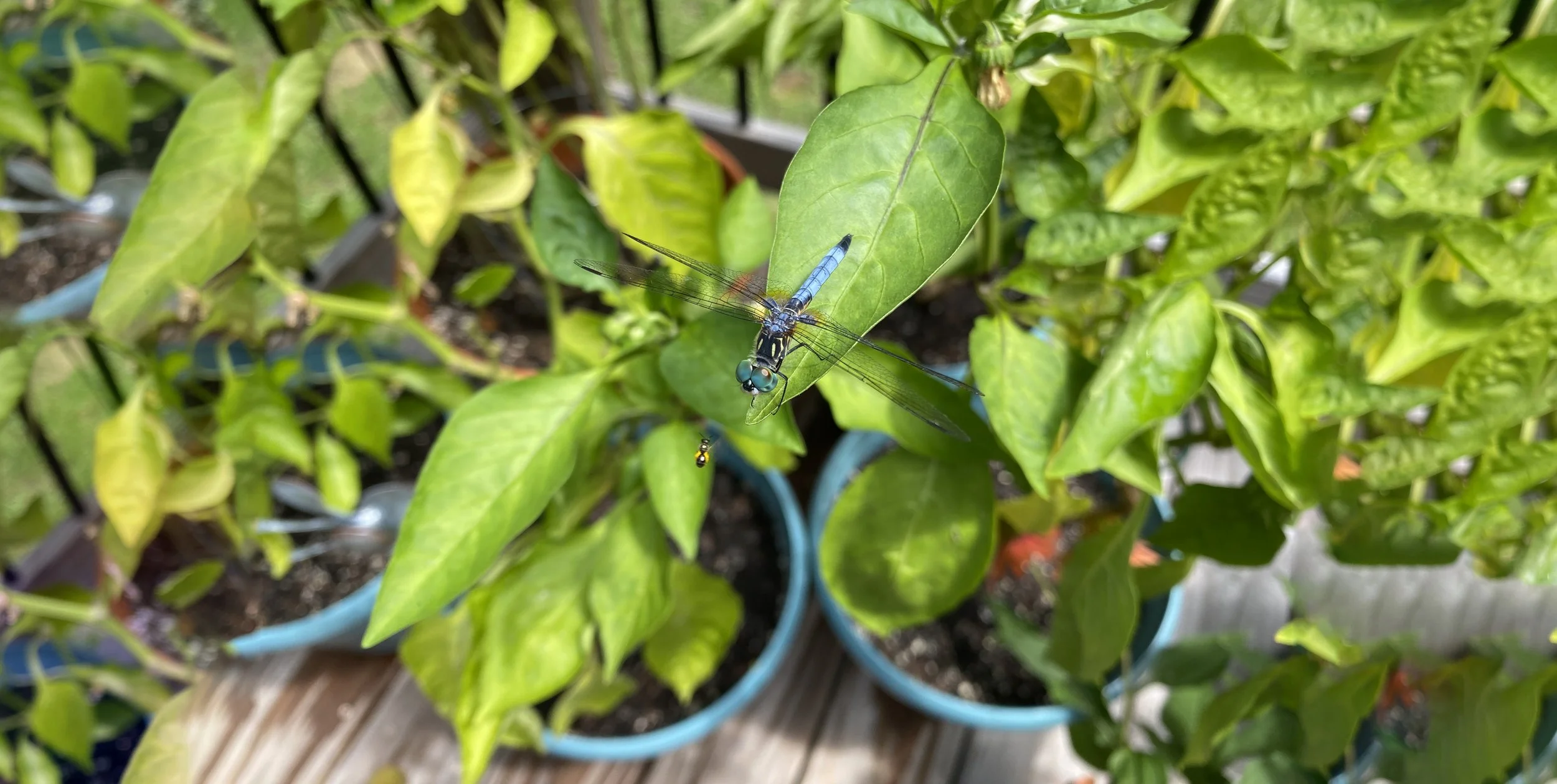 A close-up of a blue dragonfly resting on a green leaf chatting with a bee among plants in a garden.