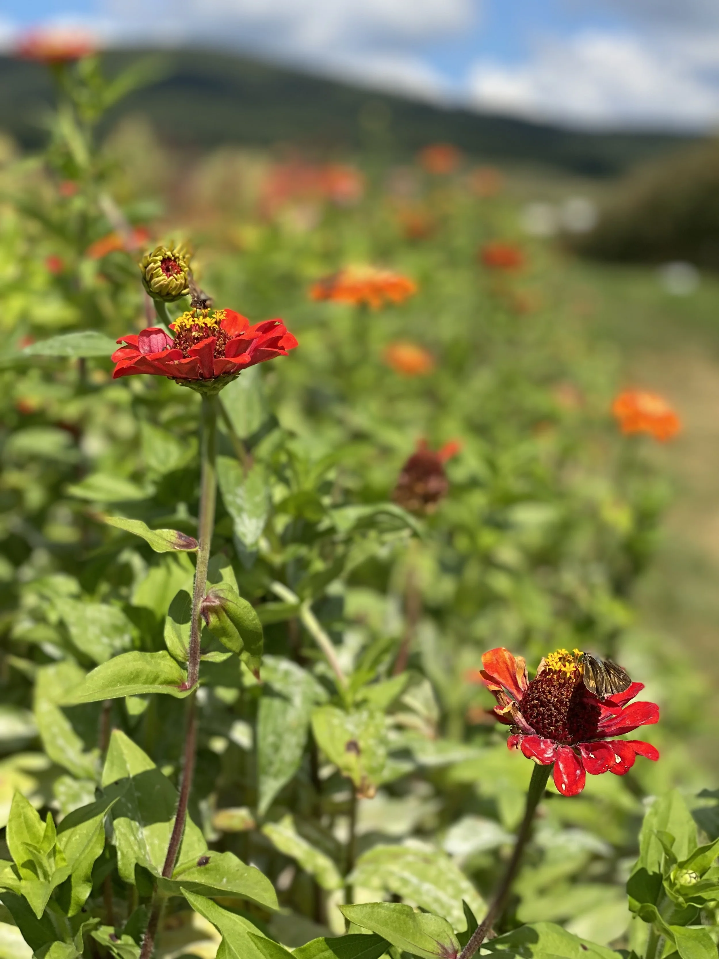 Close-up of red and orange flowers with green leaves and a blurry hilly landscape in the background, under a partly cloudy sky.