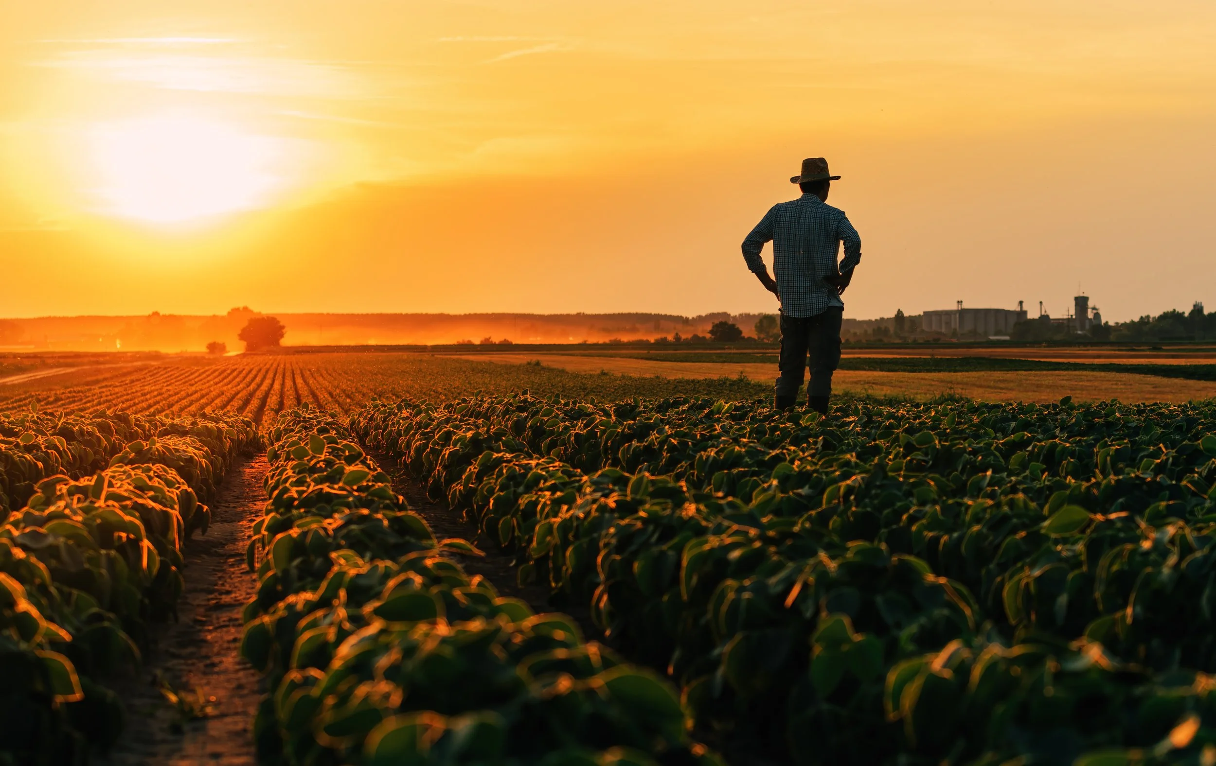 Silhouette of a farmer standing in a cultivated soybean field at sunset.