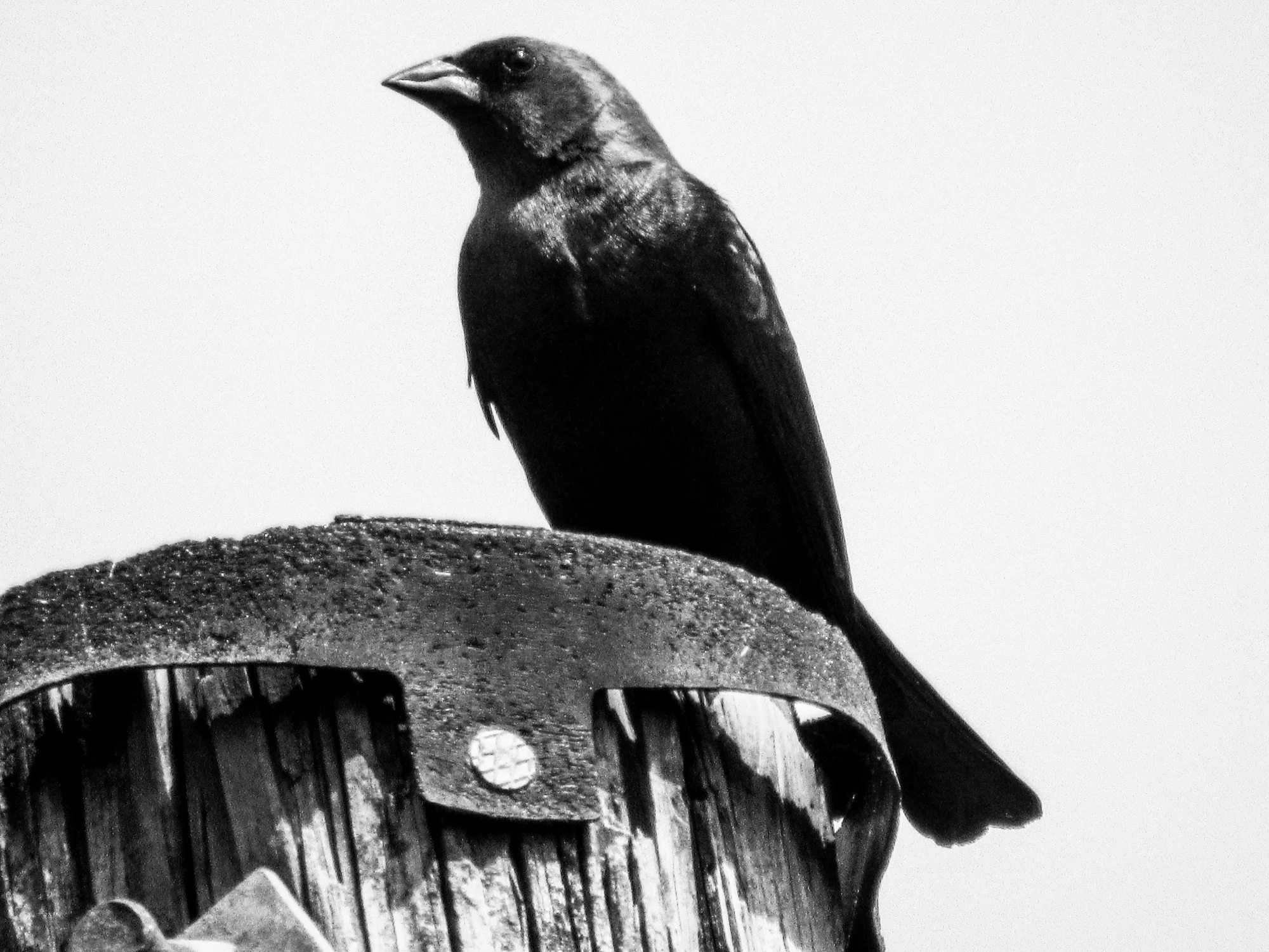 Edgar Allen Crow 2022