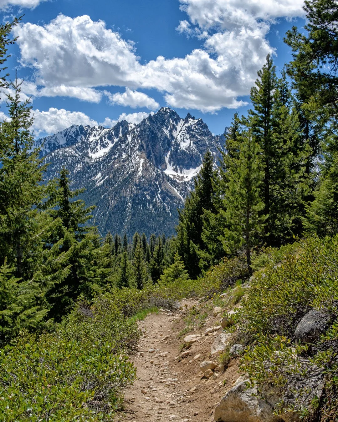 A dirt trail runs through a dense forest of pine trees with snow-capped mountains in the background and a partly cloudy blue sky above.