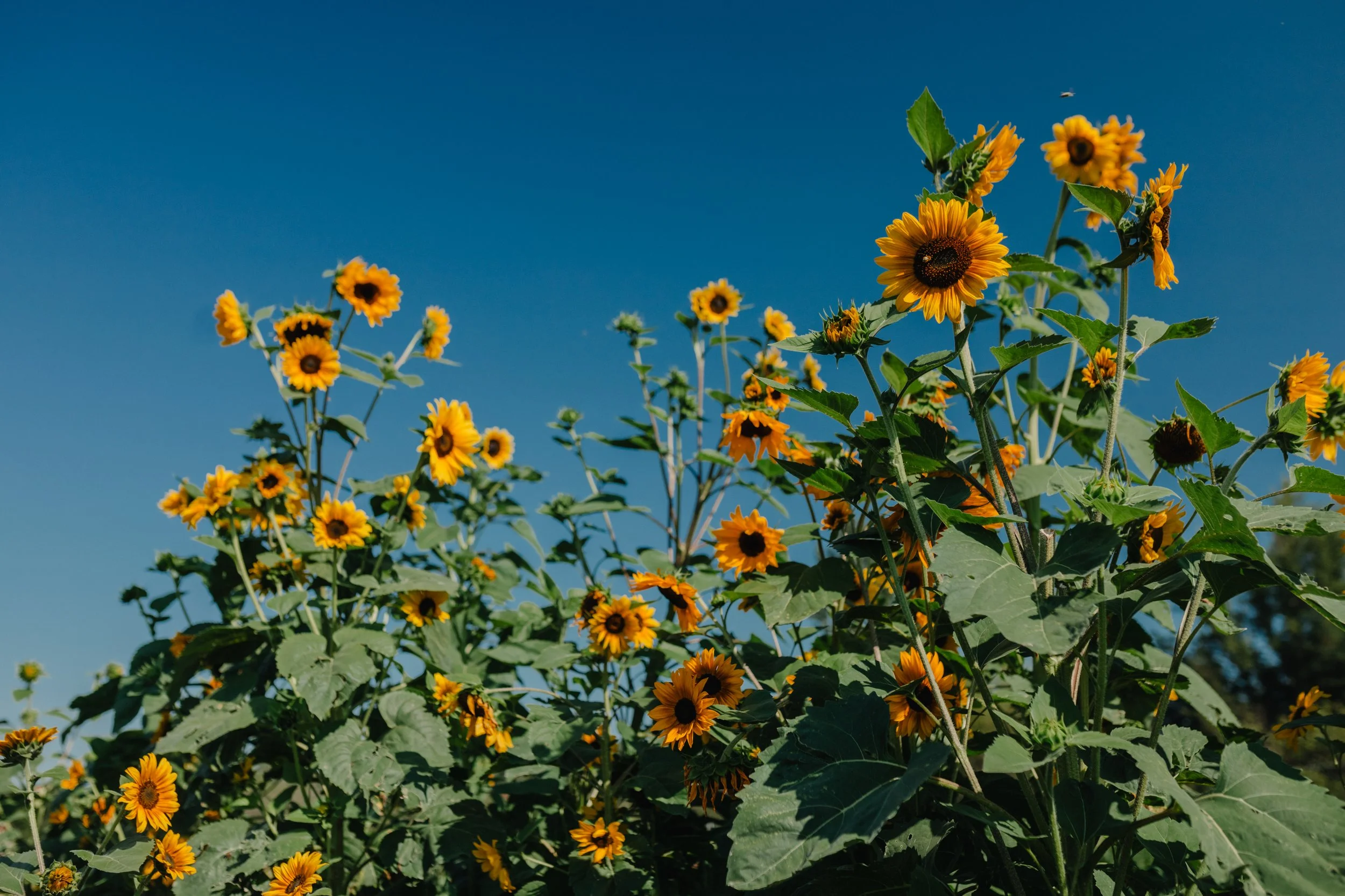 Tall sunflowers blooming against a bright blue sky