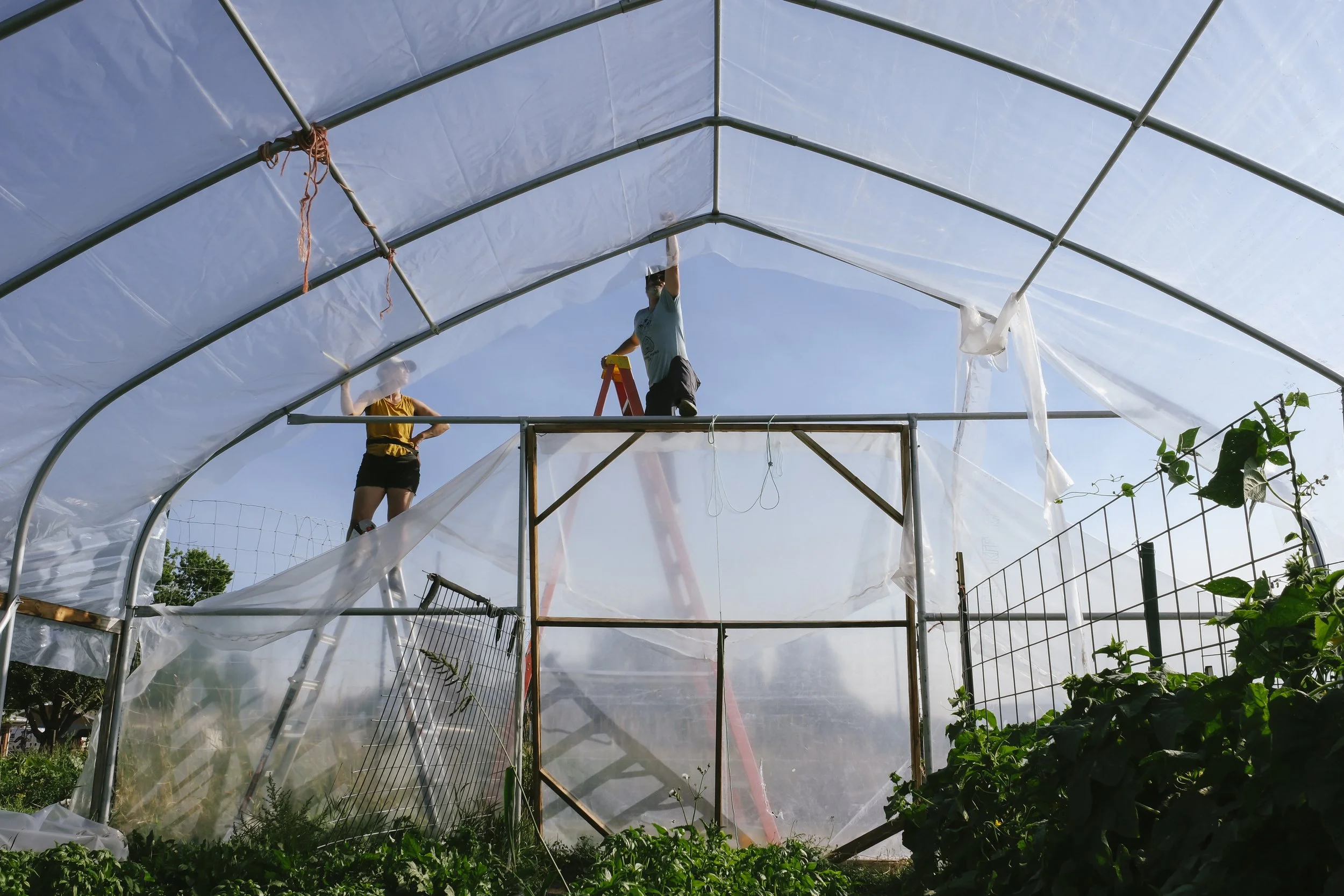 Two people on ladders securing the plastic end wall of a hoop house