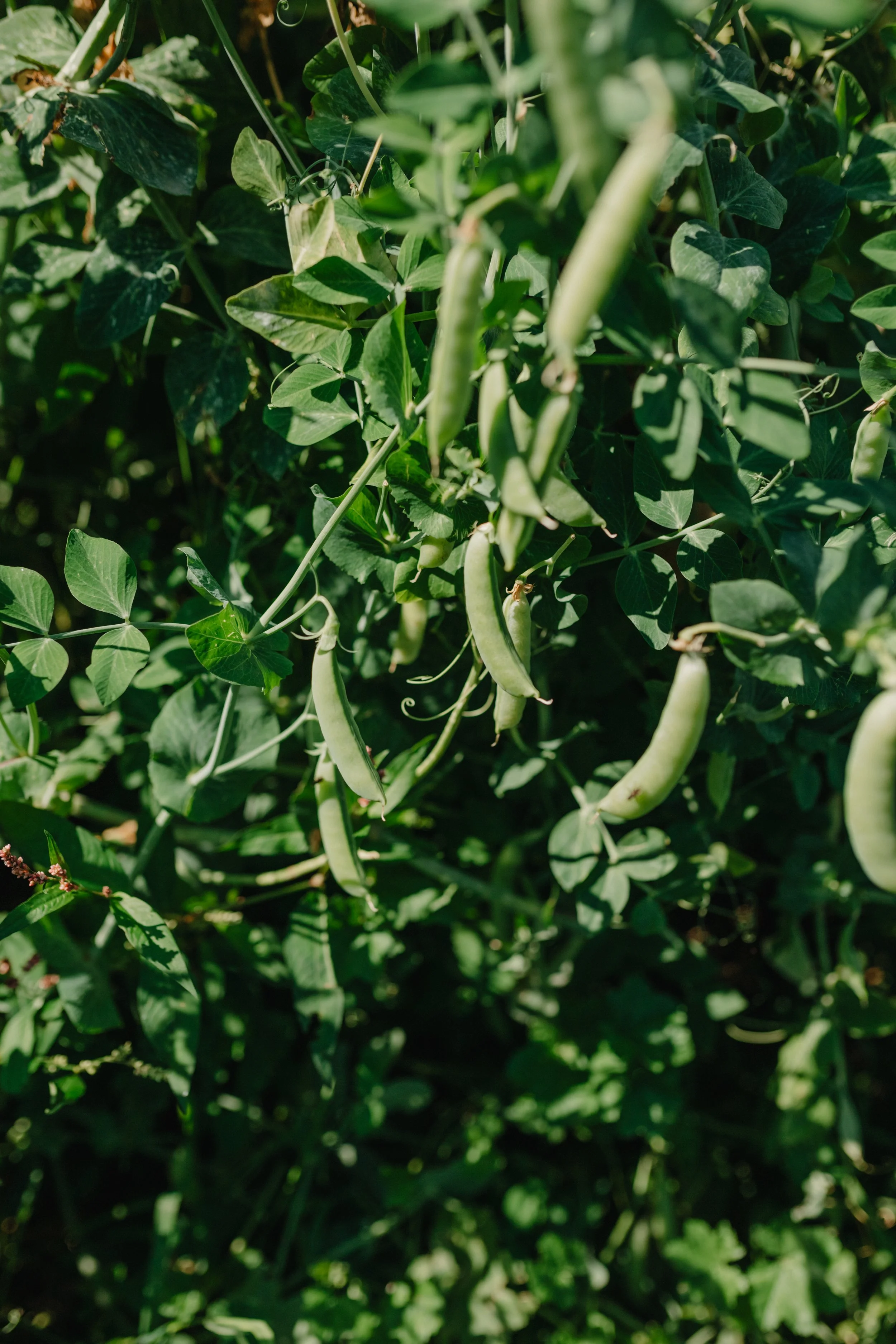 Peas hanging on the vine in the sun