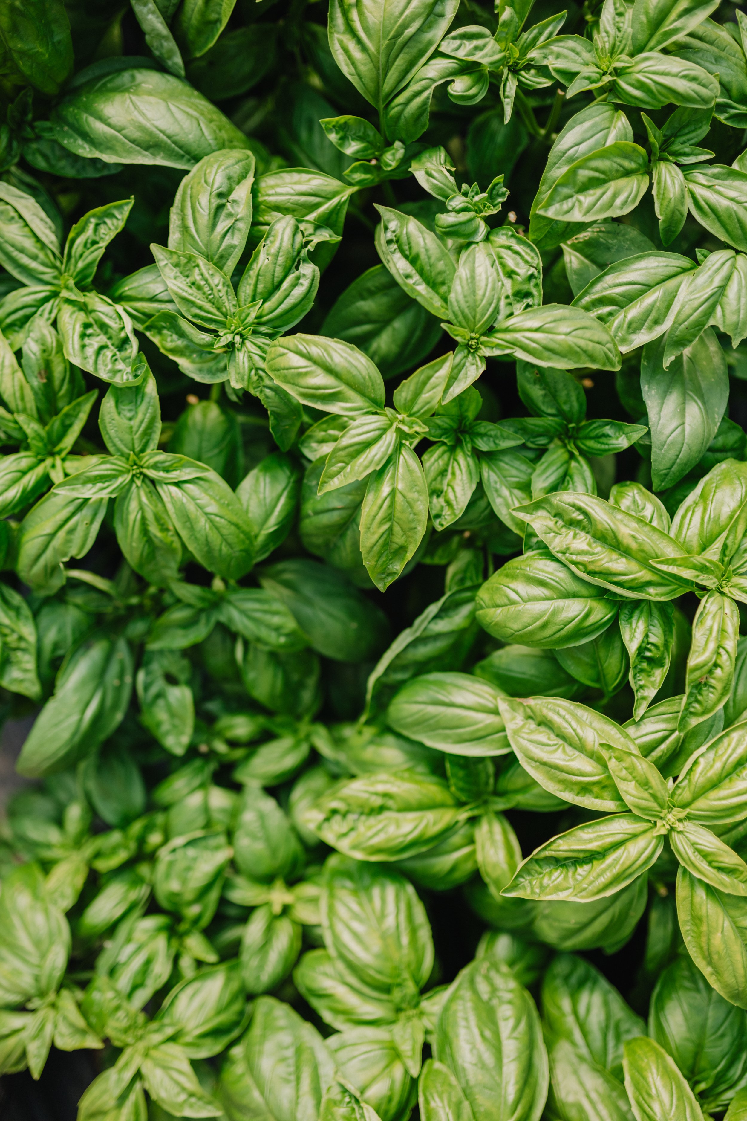 A closeup of basil