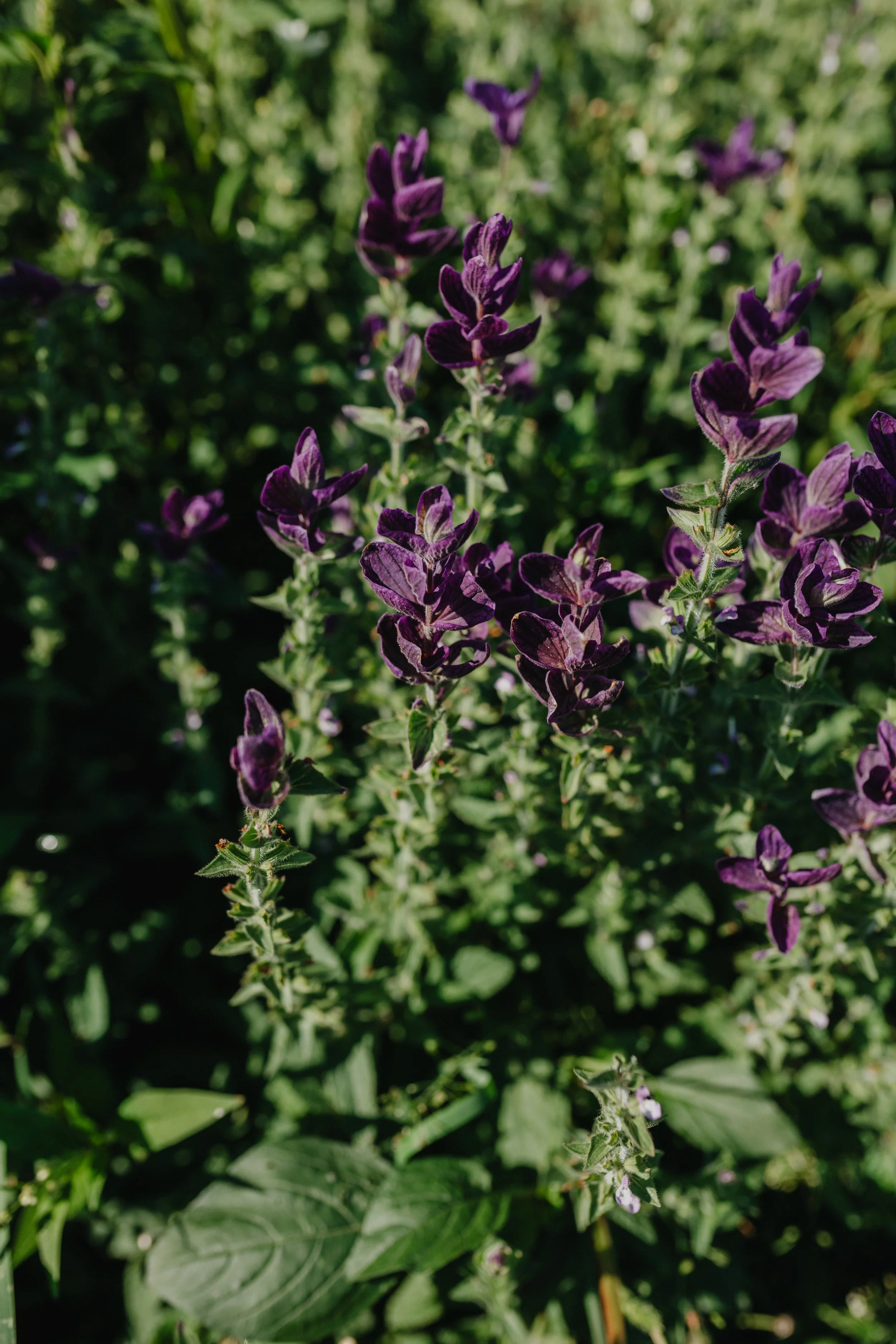 A flowering herb with dark purple flowers