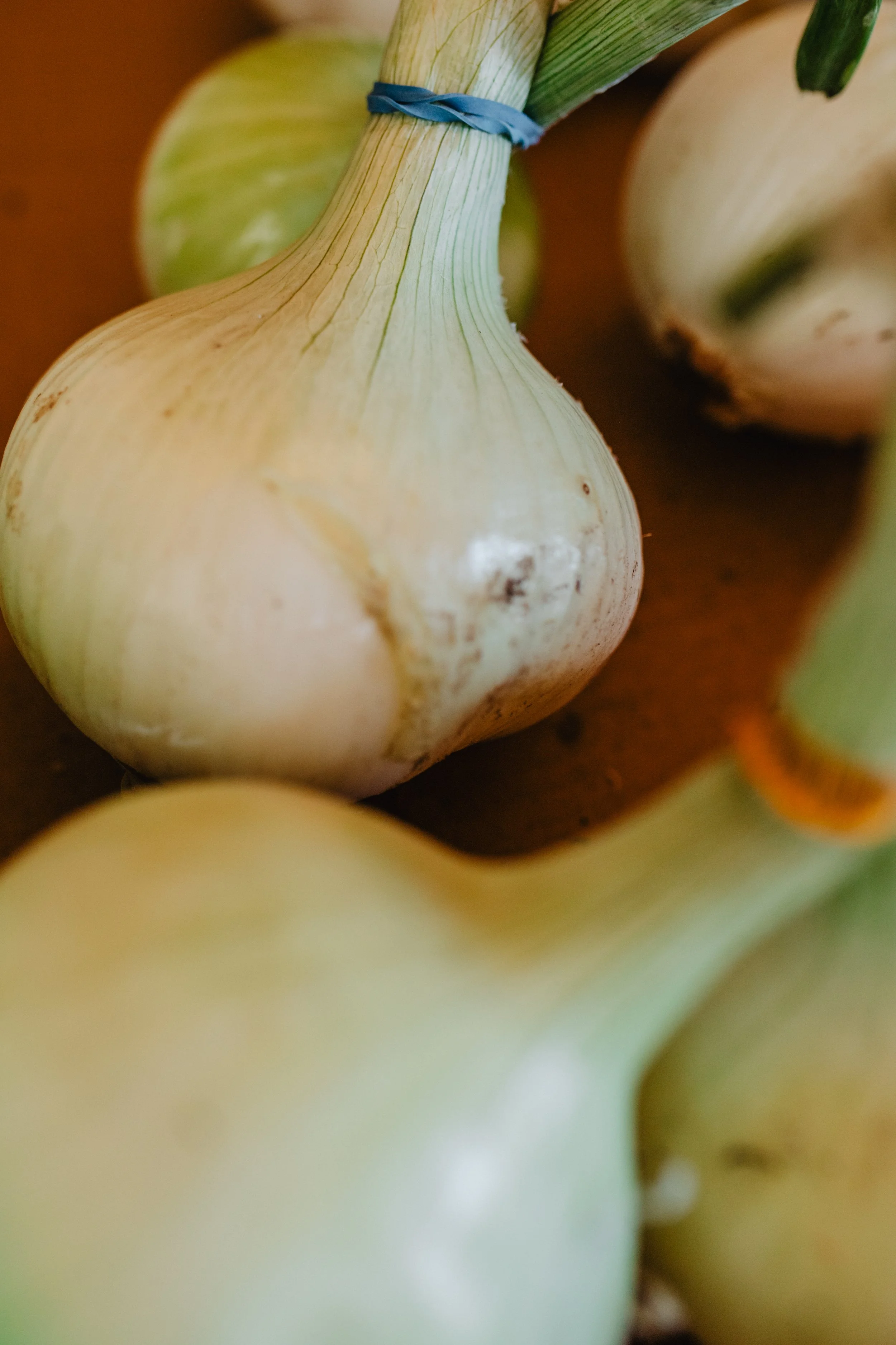 Fresh garlic in bunches