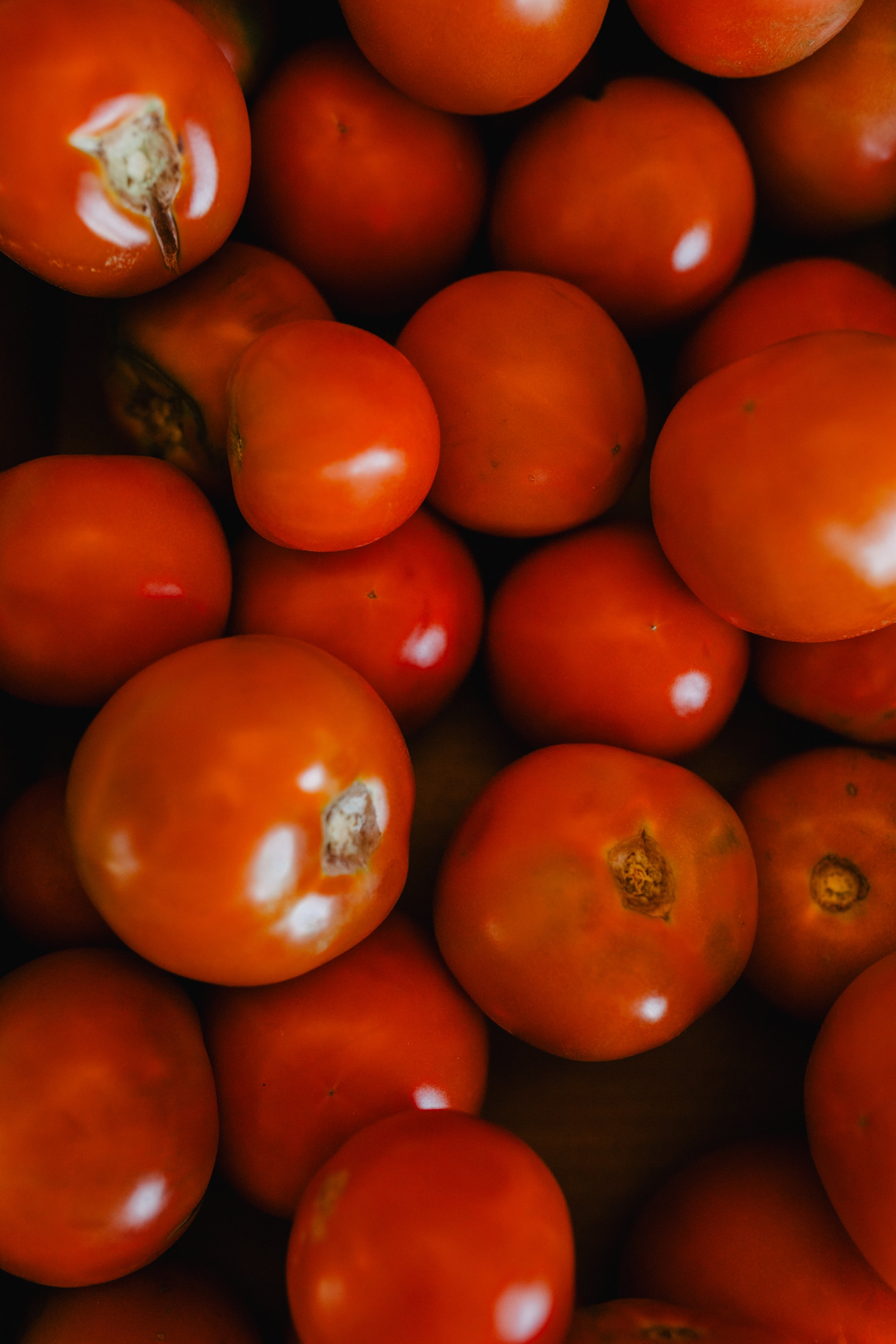 CSA Share • September Subscription