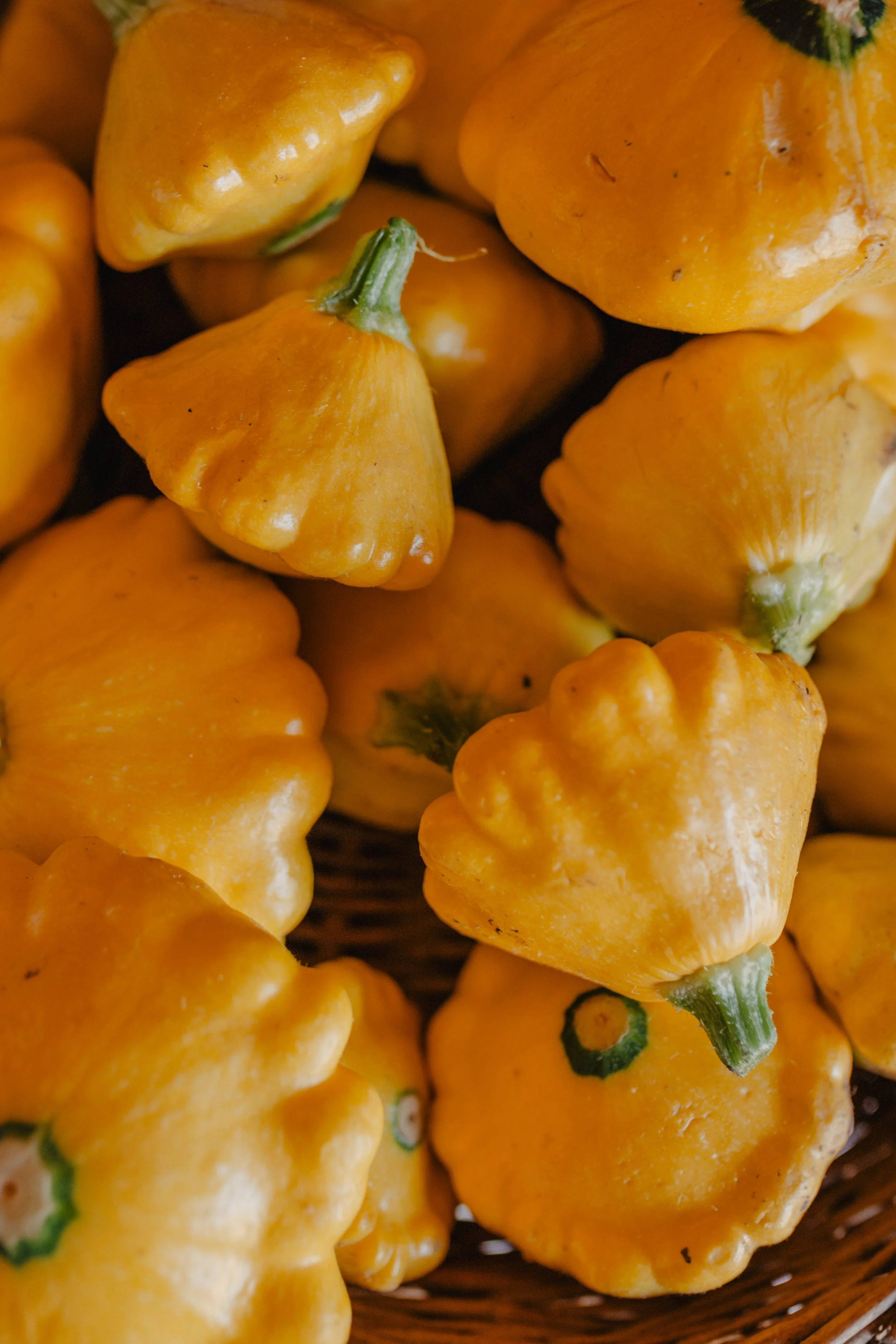 CSA Share • August Subscription