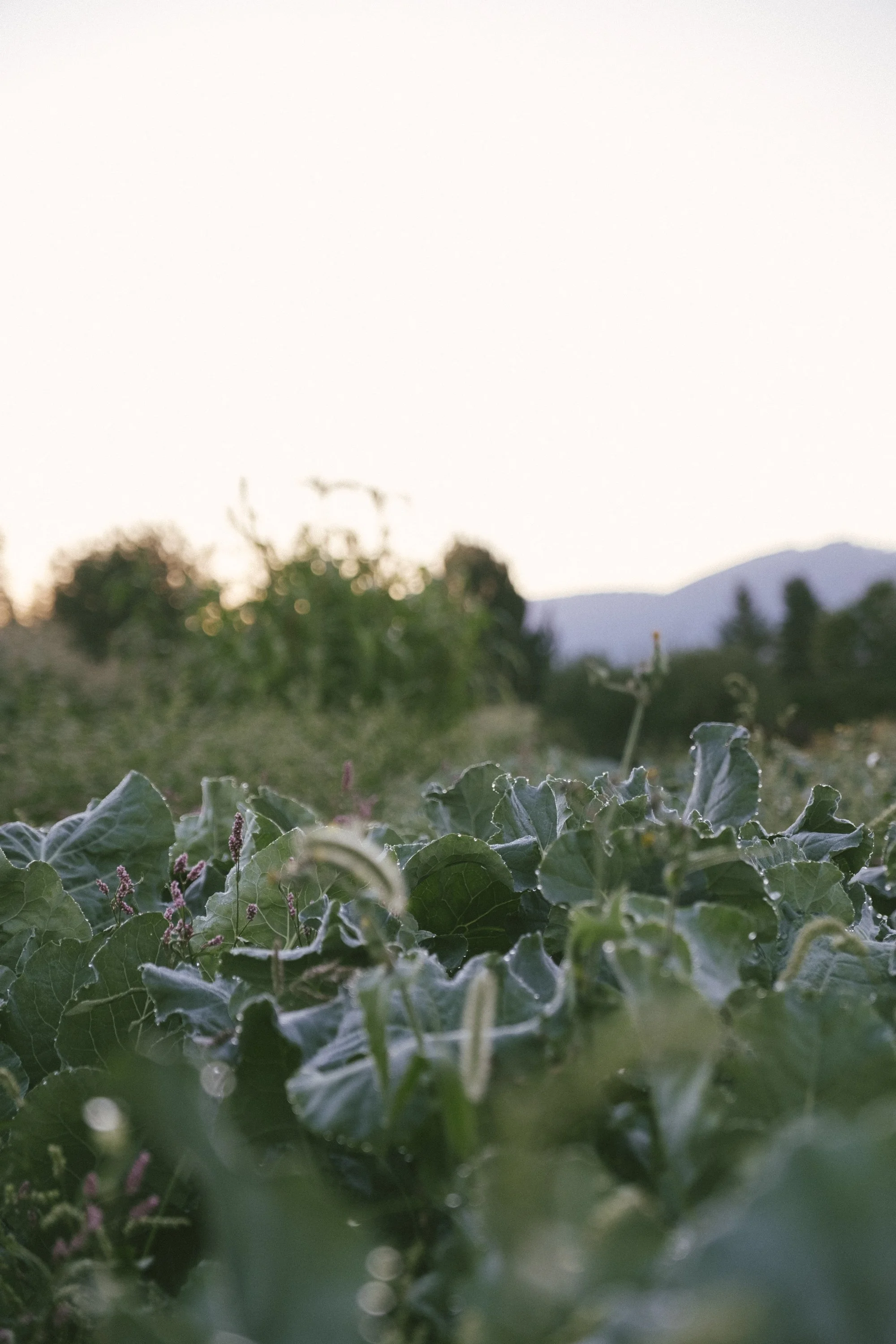 Dewy brassicas in a field at Trust Land Farm during sunrise