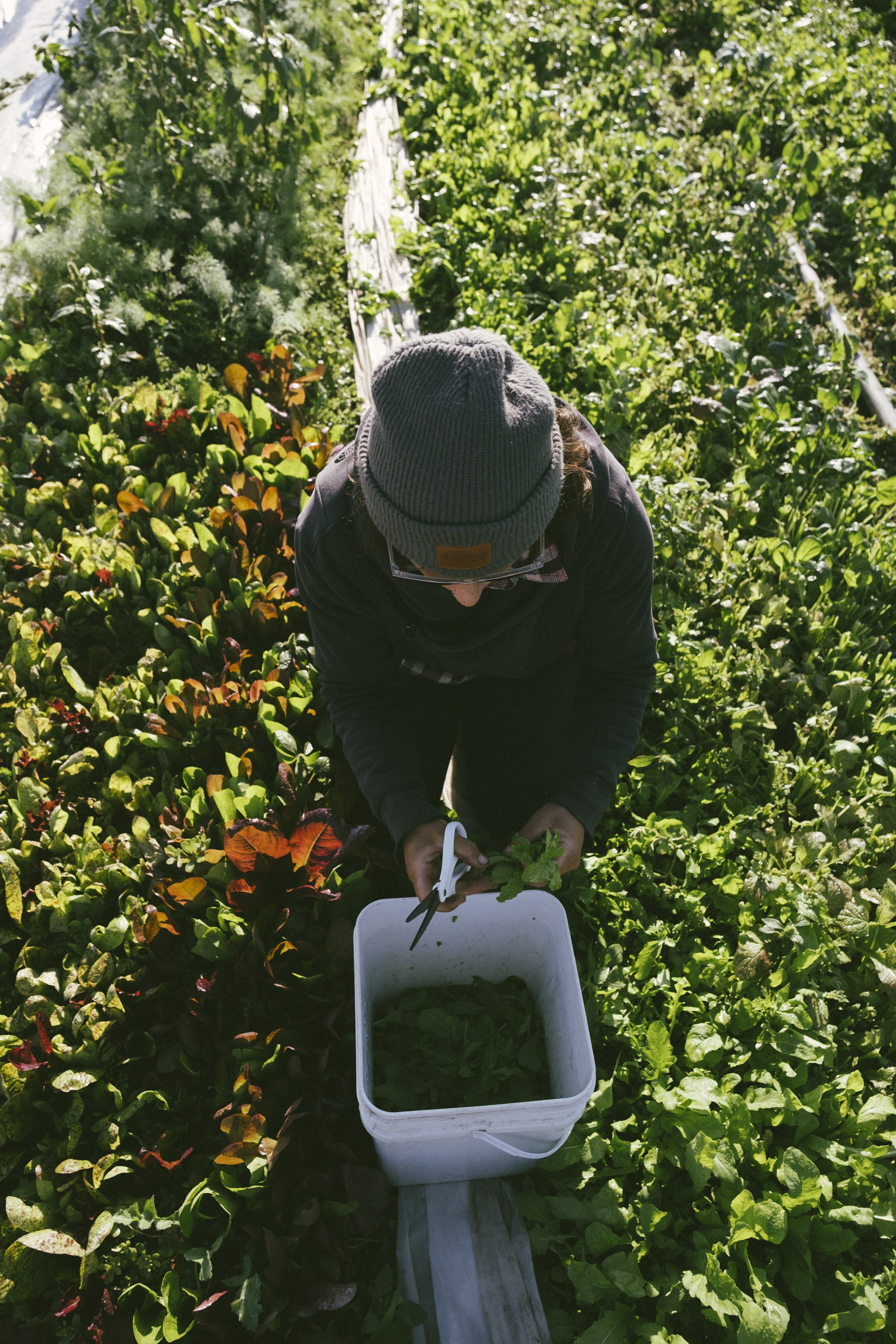 A person in a beanie cutting greens in to a white bucket