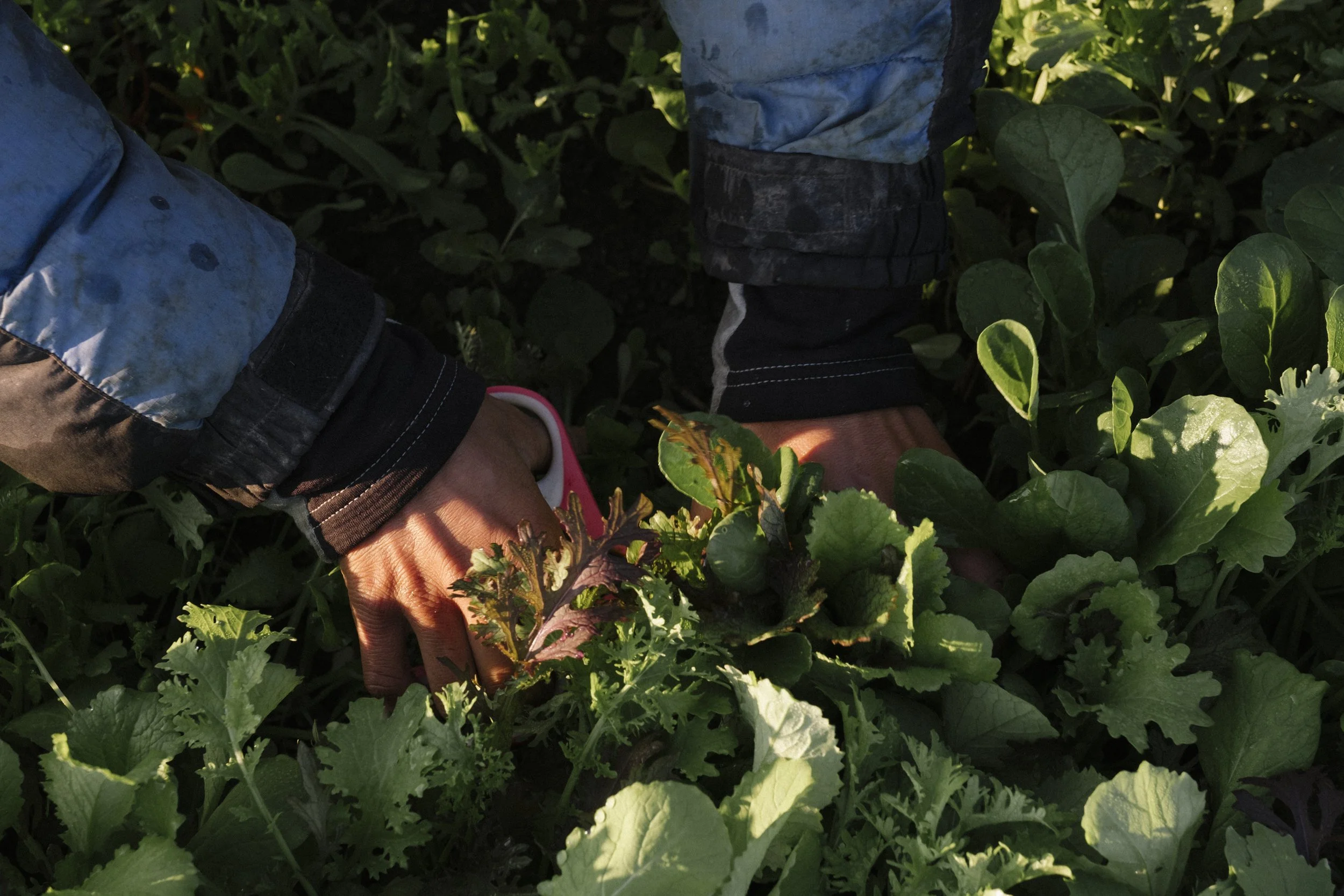 Two hands harvesting salad greens at Trust Land Farm