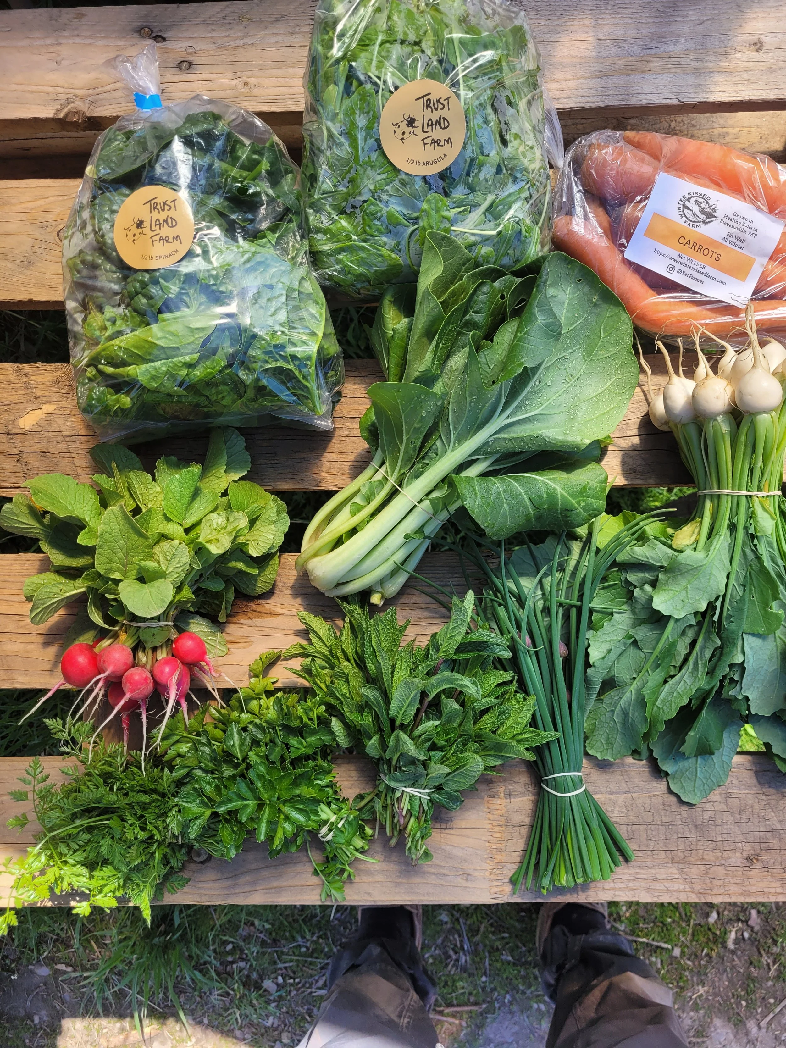 A variety of vegetables on a table, including radishs, bok choy, salad mix, and herbs