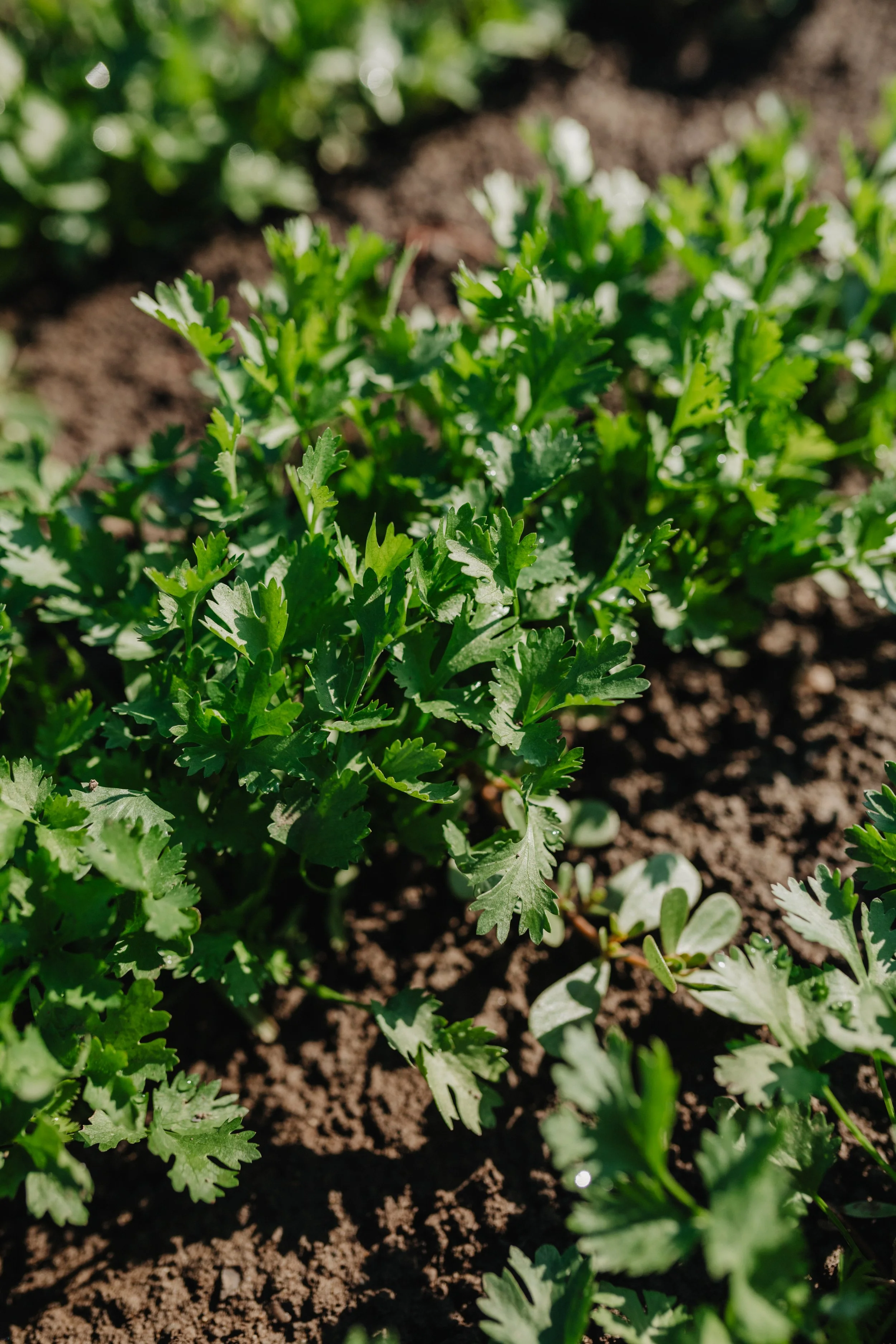 Parsley growing in the field