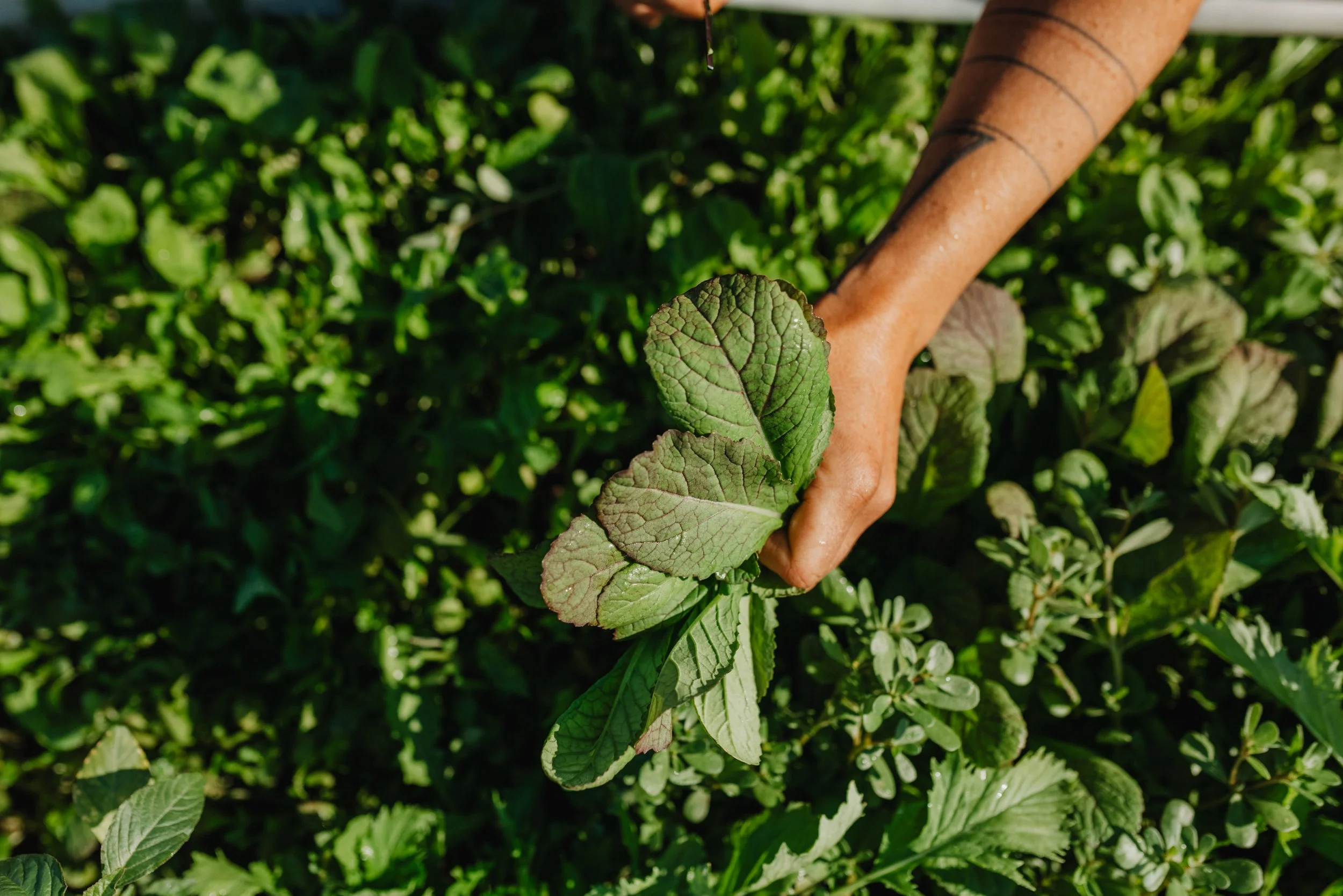 A hand holding freshly cut salad greens