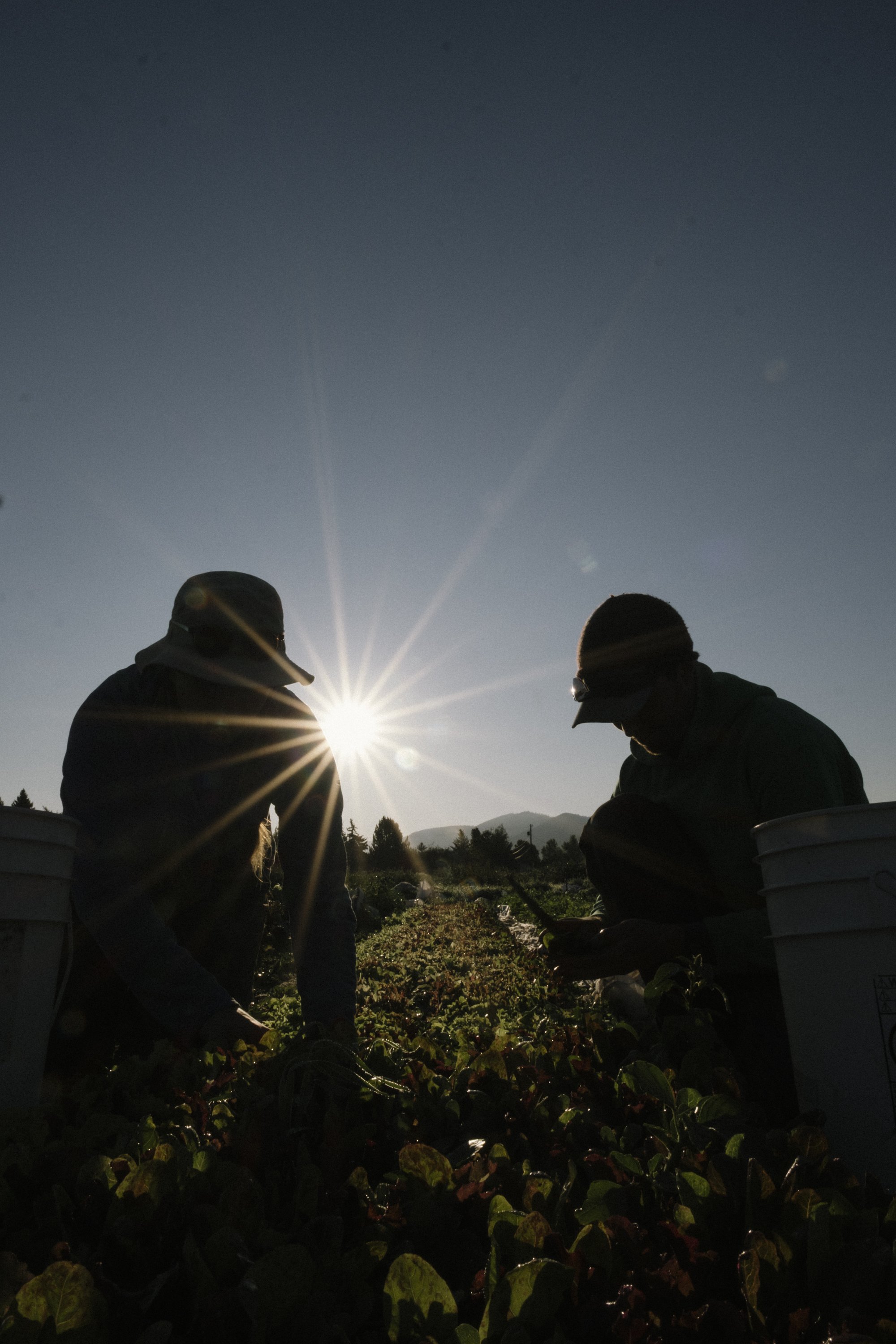Two people silhouetted by the sun working in a farm field