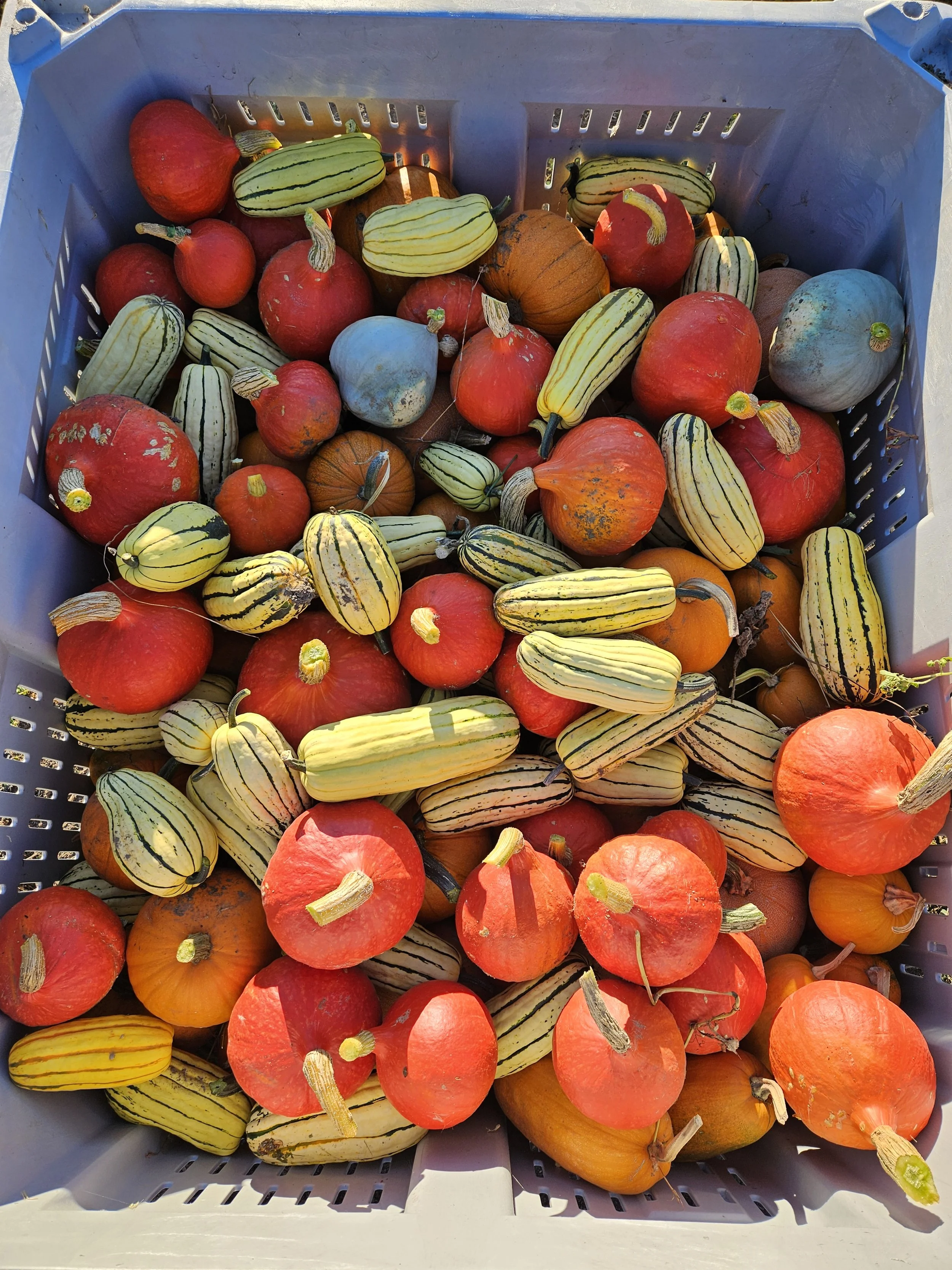 CSA Share • October Subscription