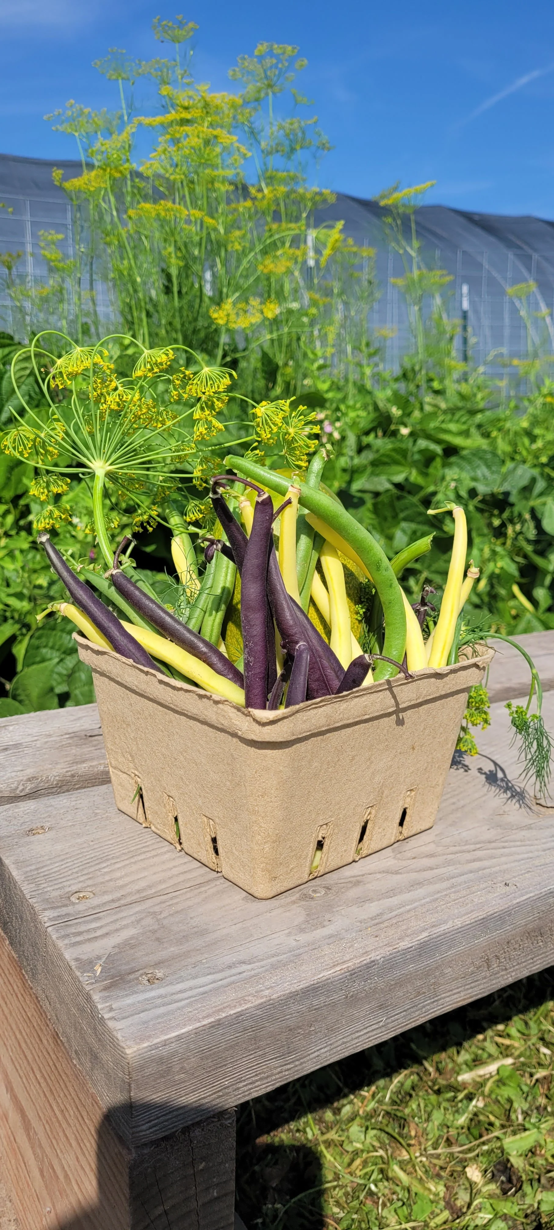 upick quart2.jpg