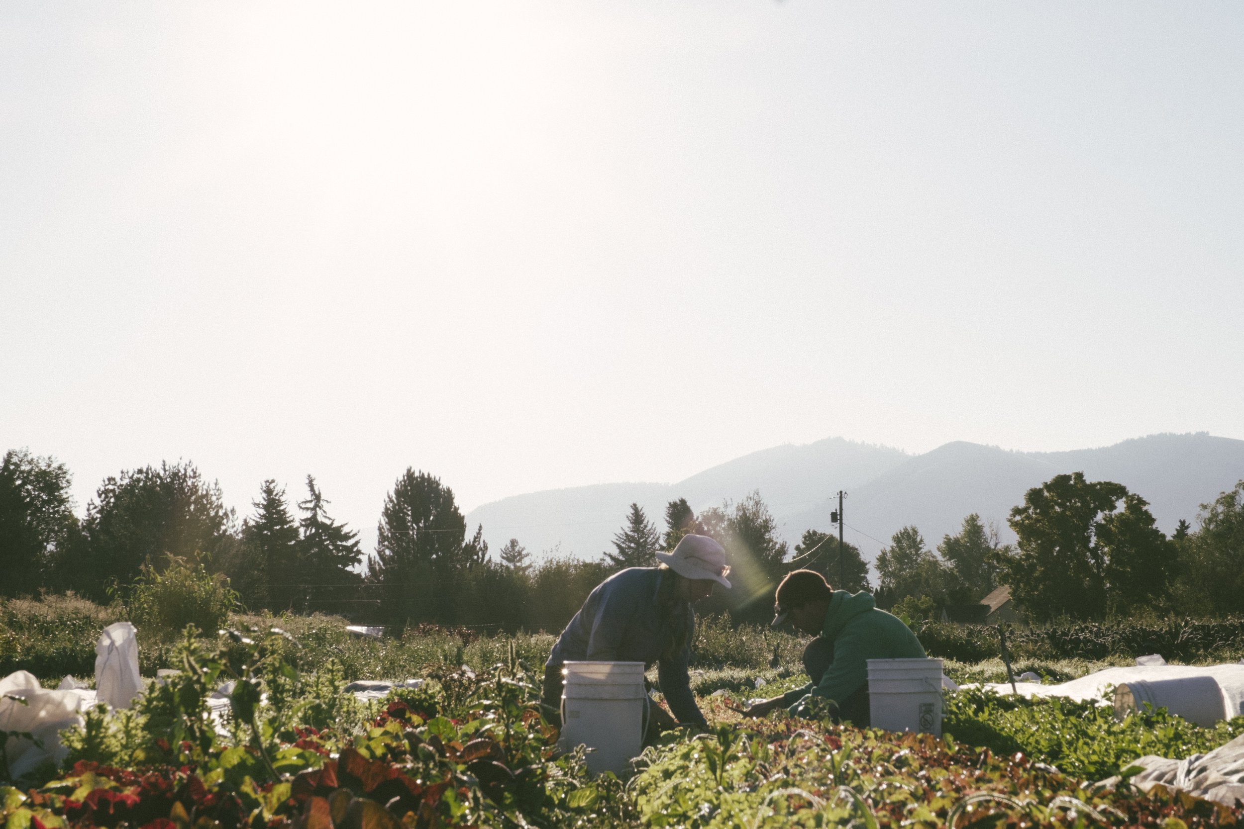 Two people working in the field at Trust Land Farm in the sun