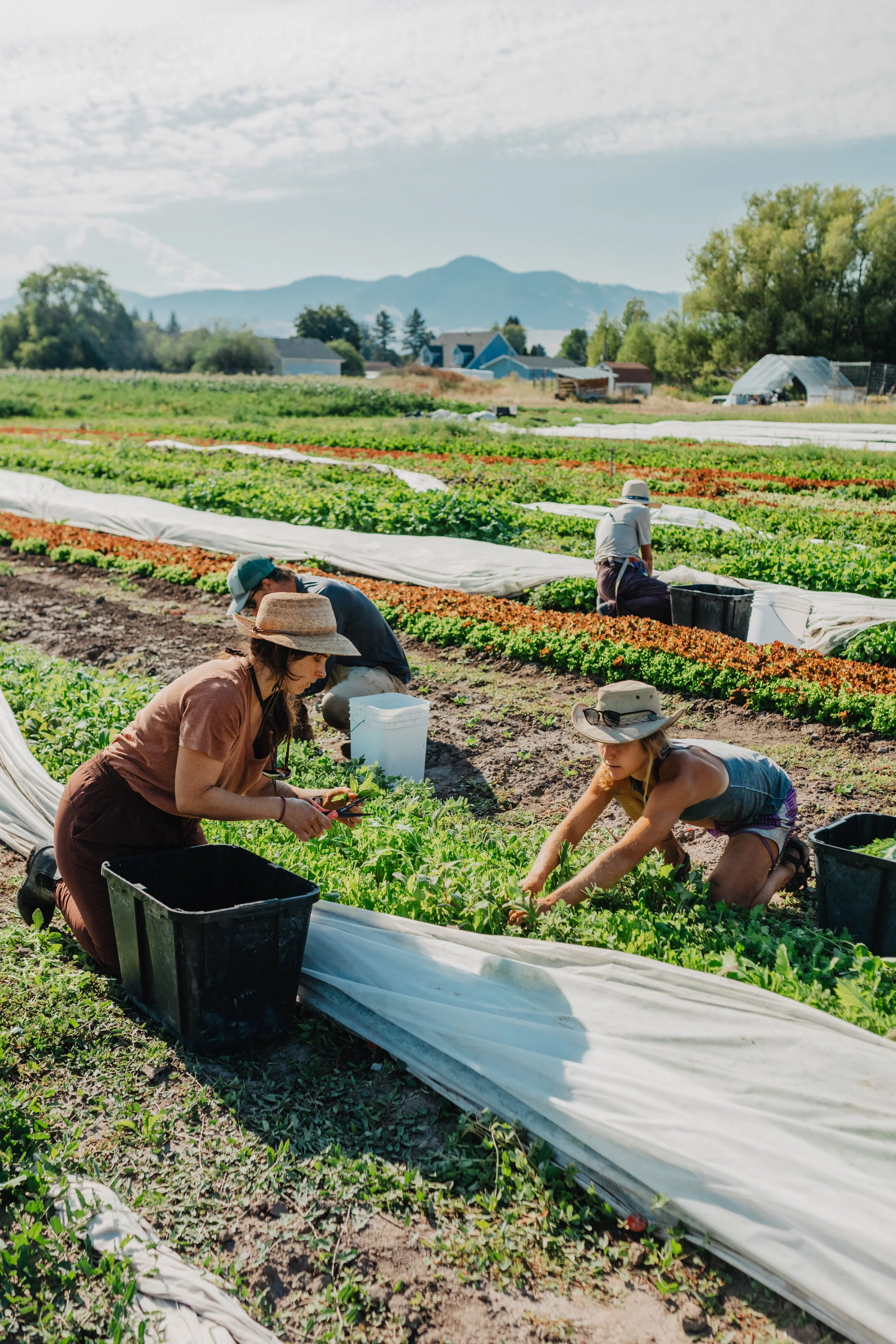 Four people working in a field harvesting vegetables under a blue sky